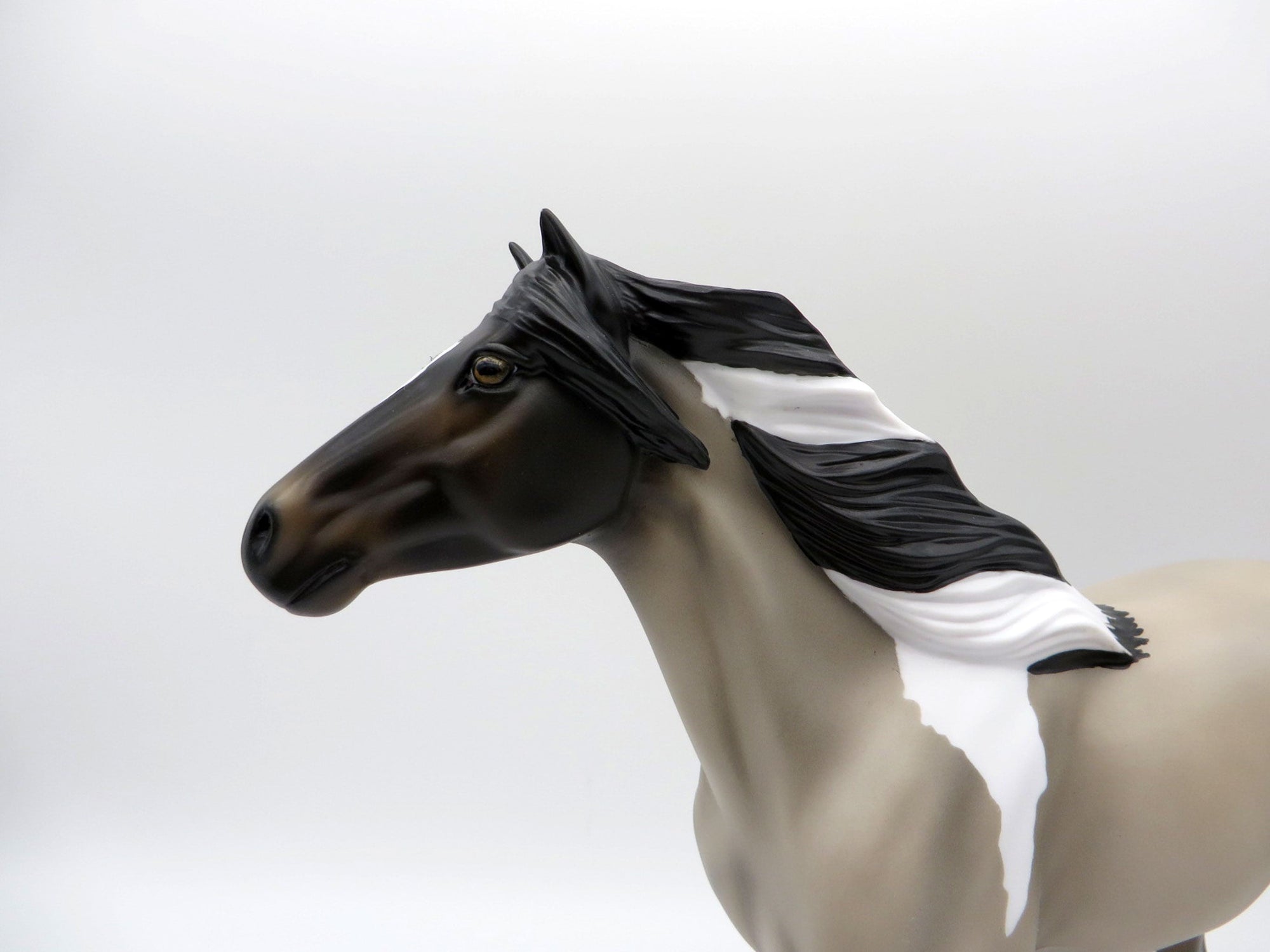 El Nino-OOAK Grulla Pinto Spanish Mustang SHCF 2021