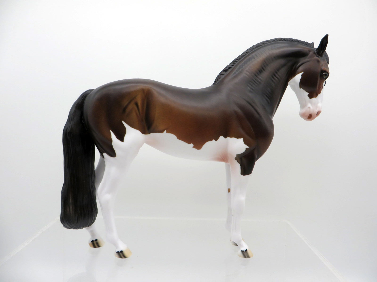ELIO-OOAK Dapple Bay Paint Andalusian SHCF 2021