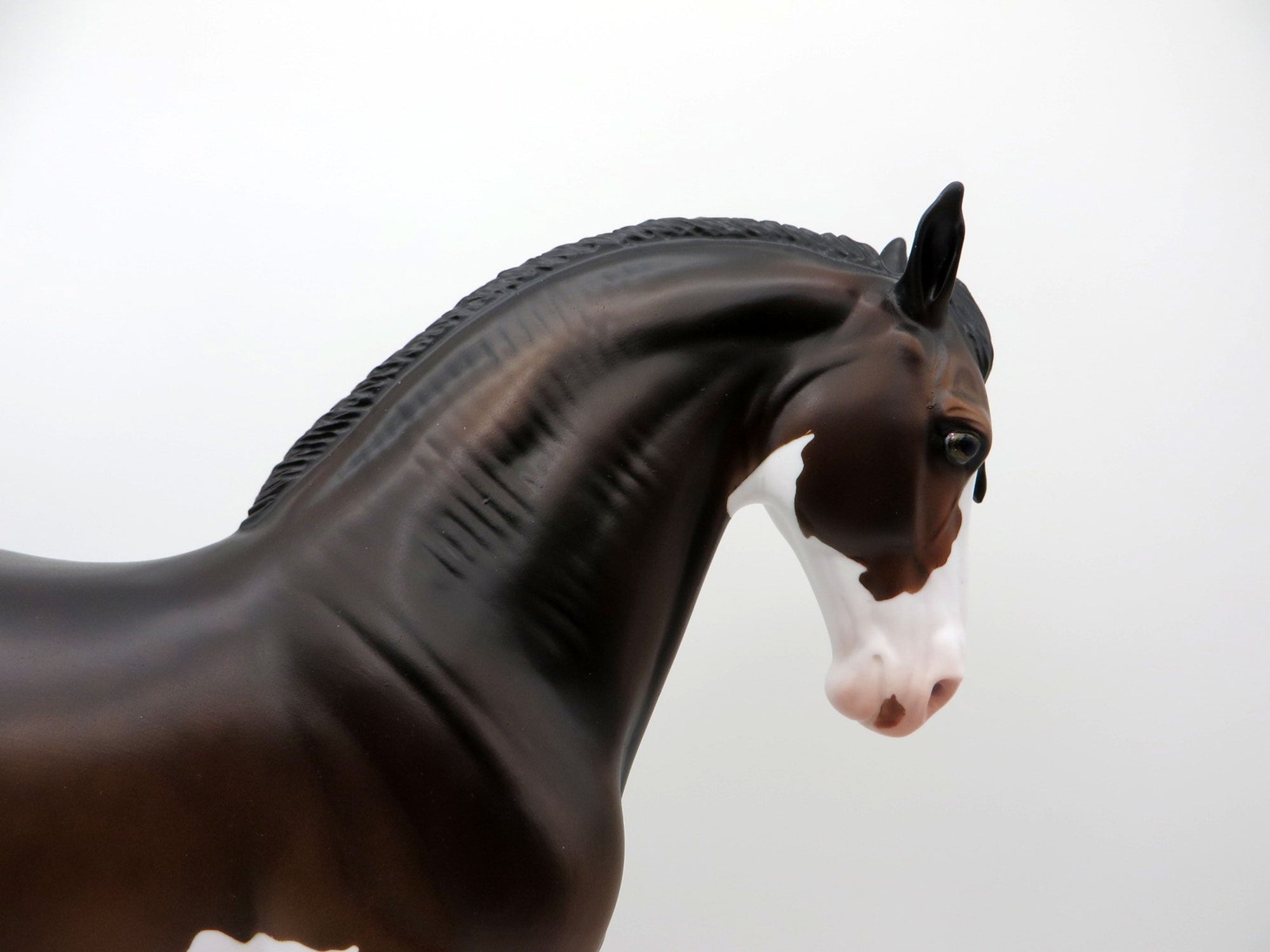 ELIO-OOAK Dapple Bay Paint Andalusian SHCF 2021