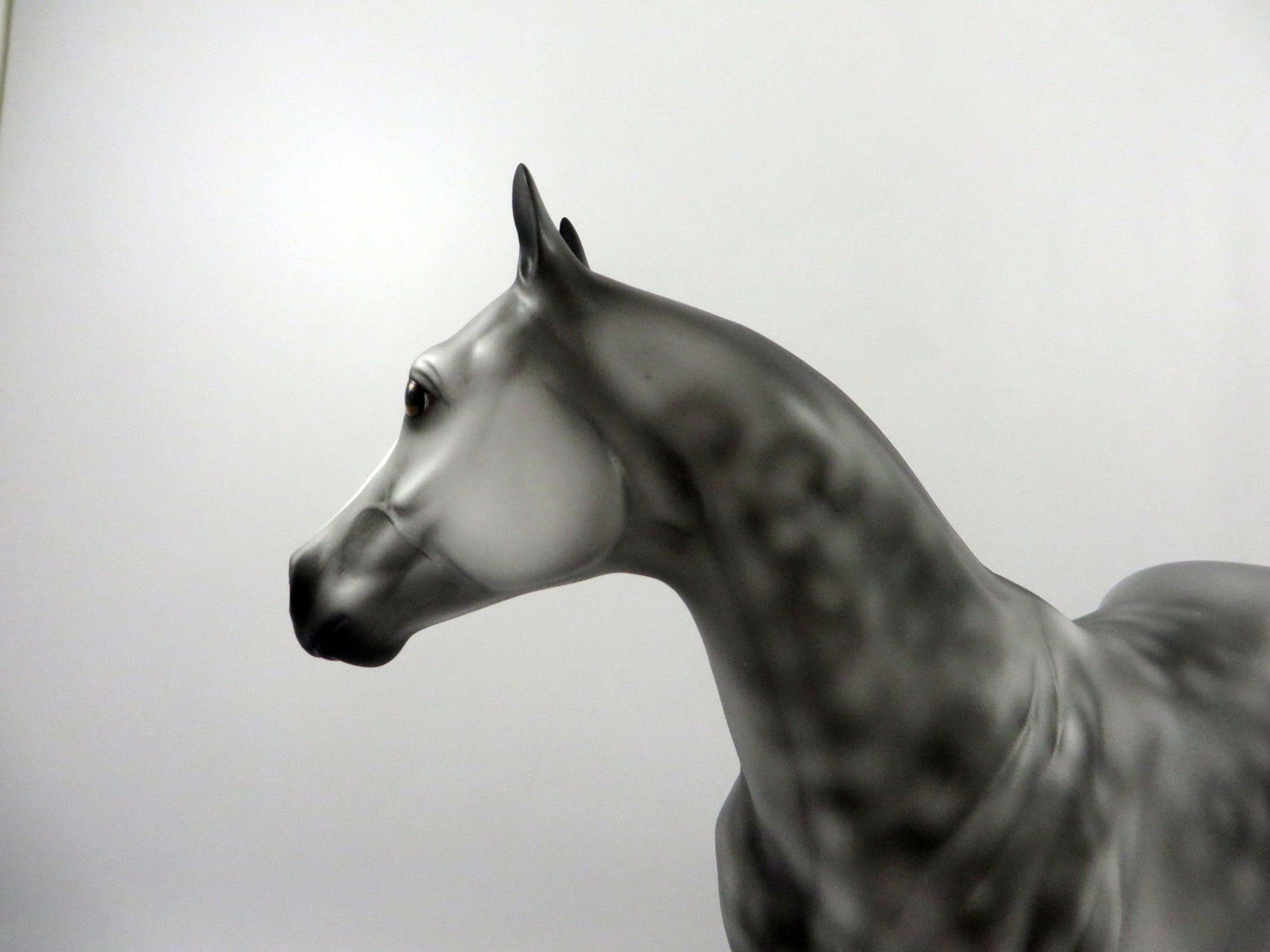 Emerald Isle-OOAK Dapple Grey ISH   2/24/21