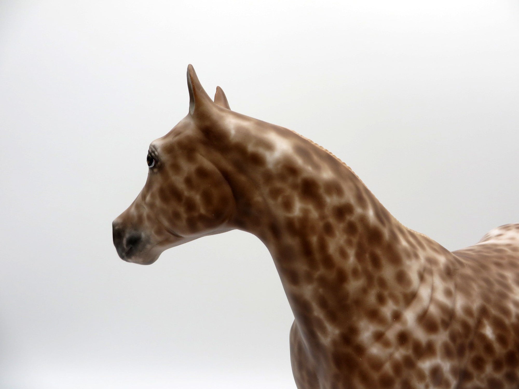 Enterprize-OOAK Loud Chestnut Appaloosa Painted By Caroline Boydston 5/10/21