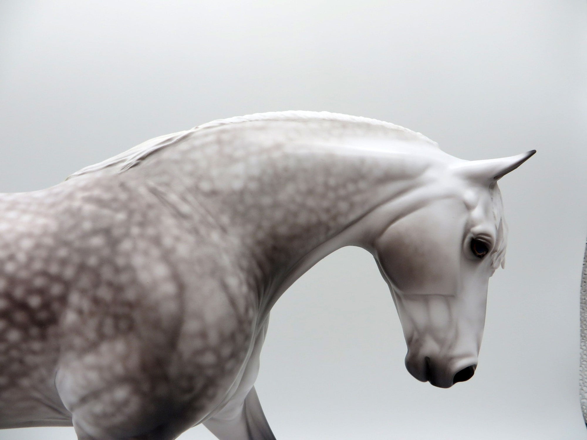 Everest-OOAK Dapple Grey Irish Draft Painted By Caroline Boydston 6/22/21