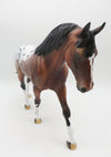 Felix-OOAK Bay Appaloosa Irish Draft by Dawn Quick P&amp;C 23