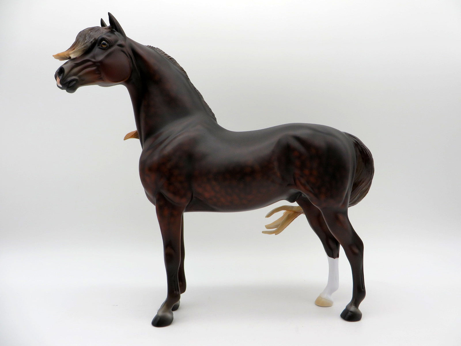 Firenze-OOAK Dapple Liver Chestnut Morgan Painted By Ellen Robbins  EQ 21