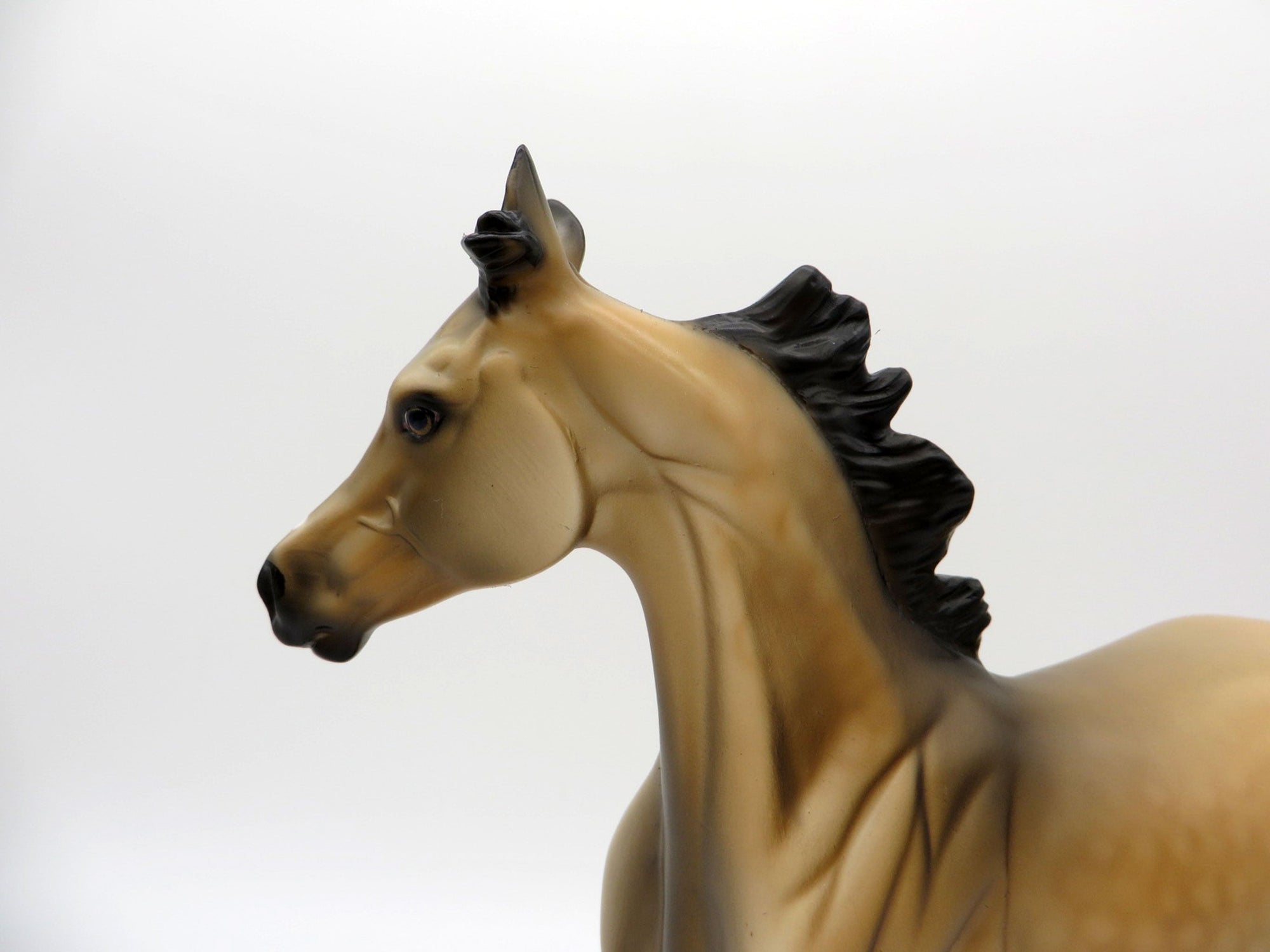 First Amendment | Dapple Buckskin Arab Yearling by Dawn Quick | 7/1/21