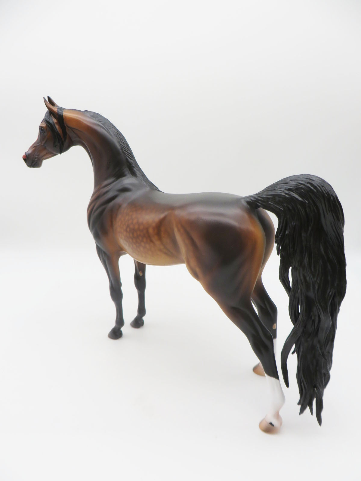 Fleetwood - OOAK Dapple Mahogony Bay Arabian  By Caroline Boydston 11/21/22