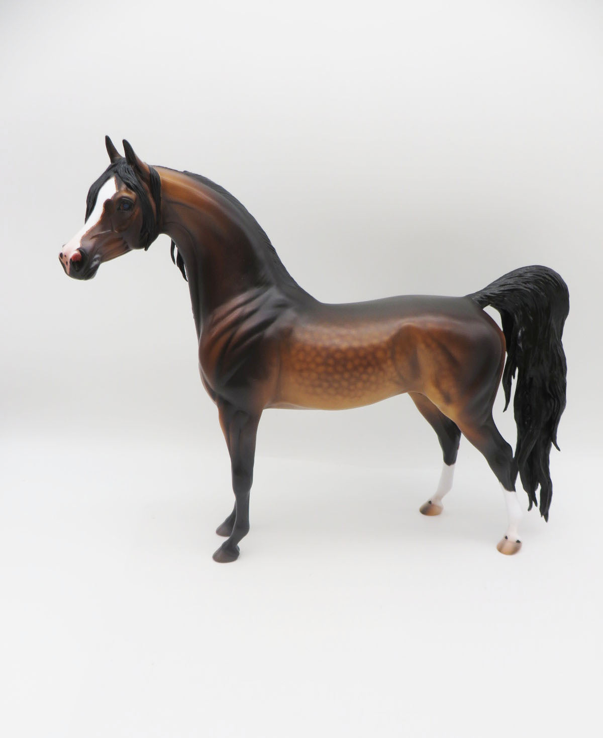 Fleetwood - OOAK Dapple Mahogony Bay Arabian  By Caroline Boydston 11/21/22