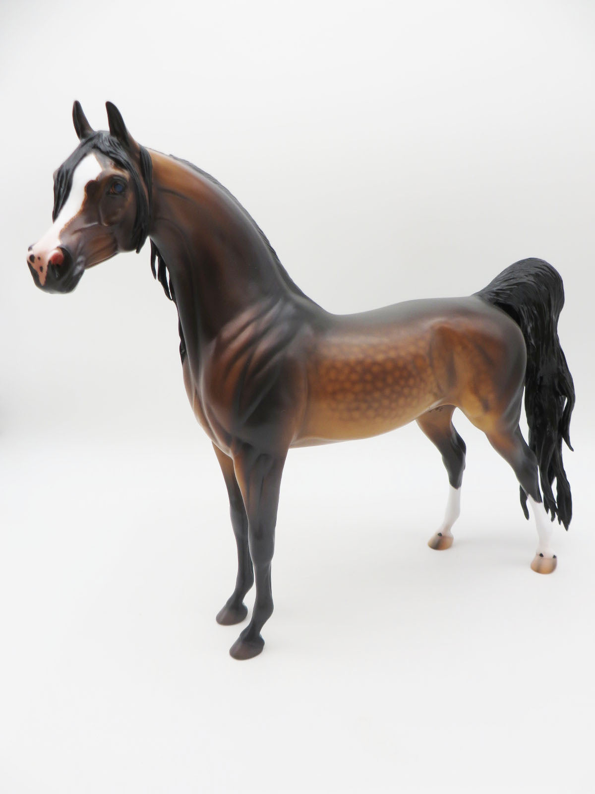 Fleetwood - OOAK Dapple Mahogony Bay Arabian  By Caroline Boydston 11/21/22