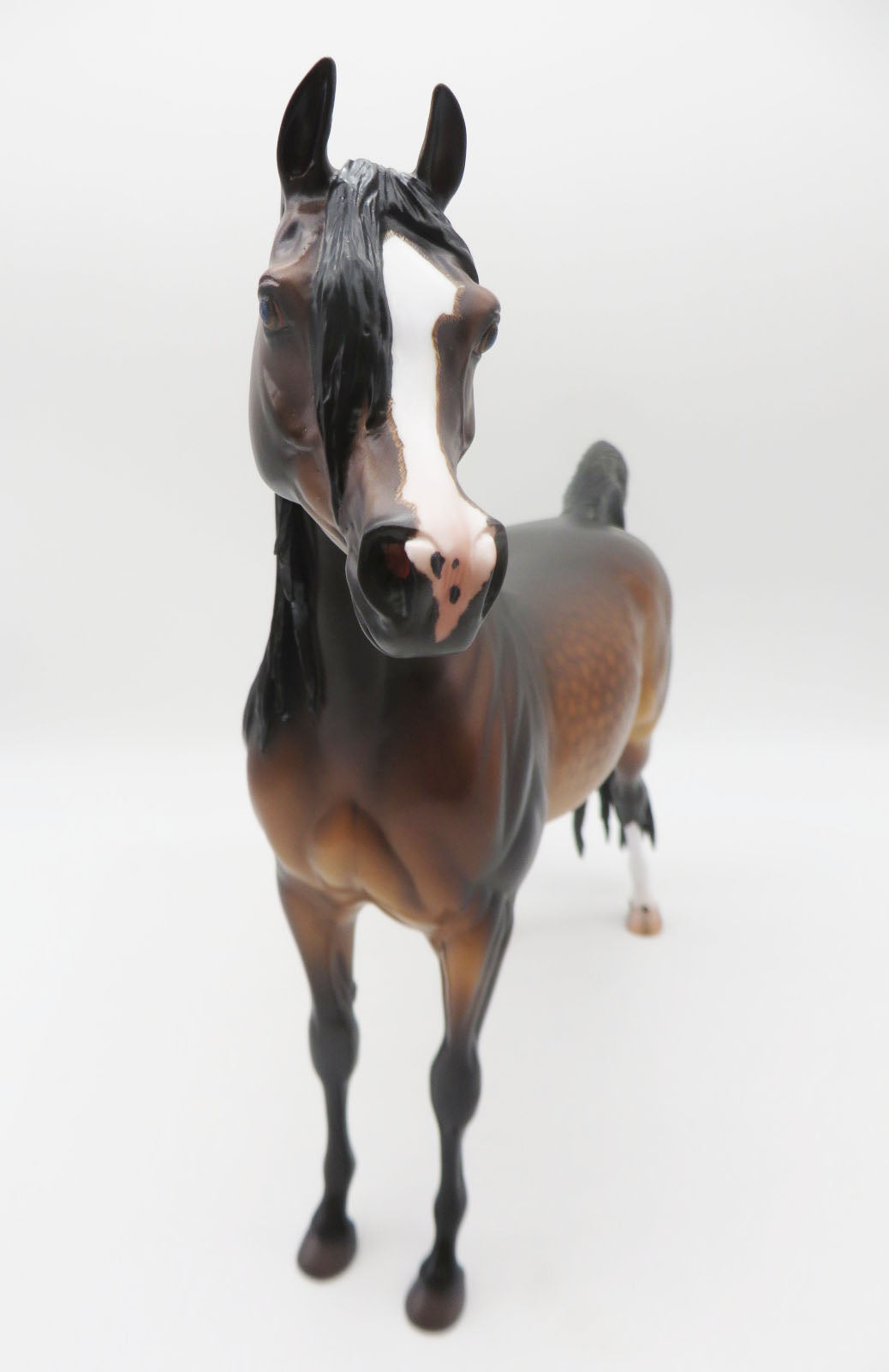 Fleetwood - OOAK Dapple Mahogony Bay Arabian  By Caroline Boydston 11/21/22