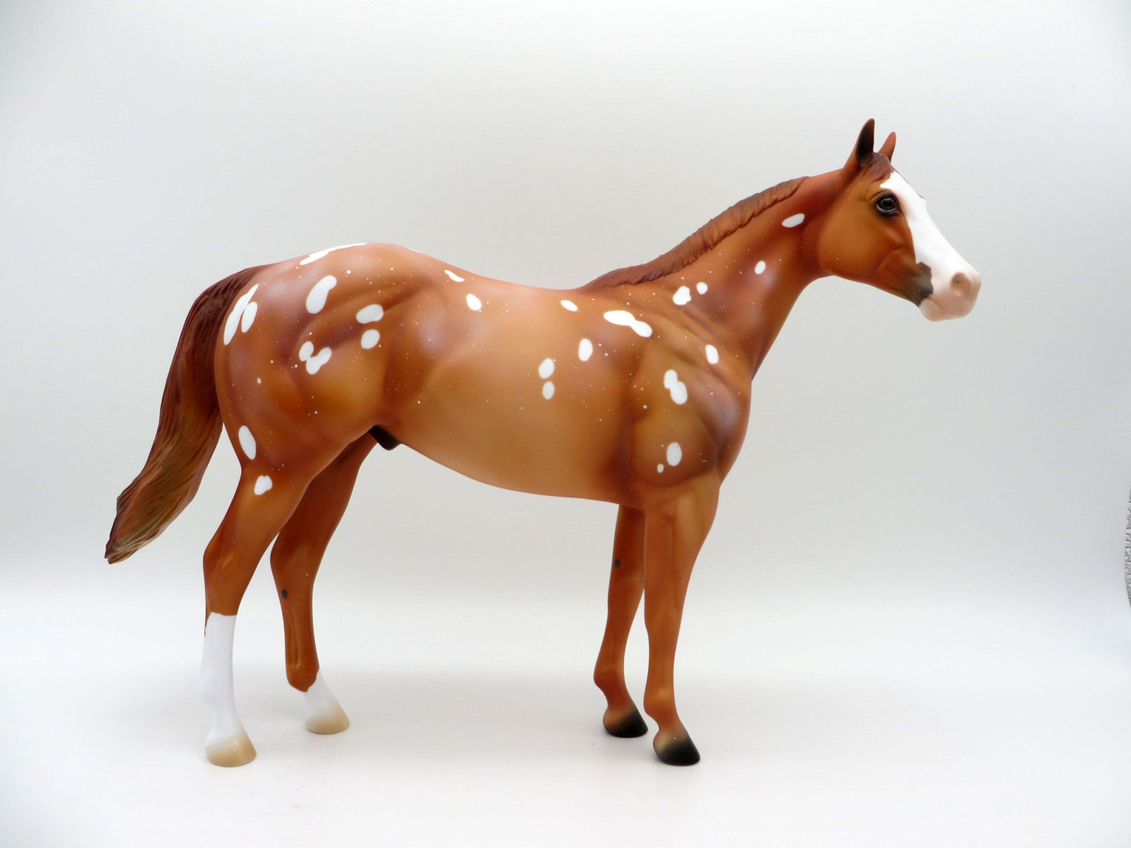 Flurry Snowflake Appaloosa ISH  SHCF 2021