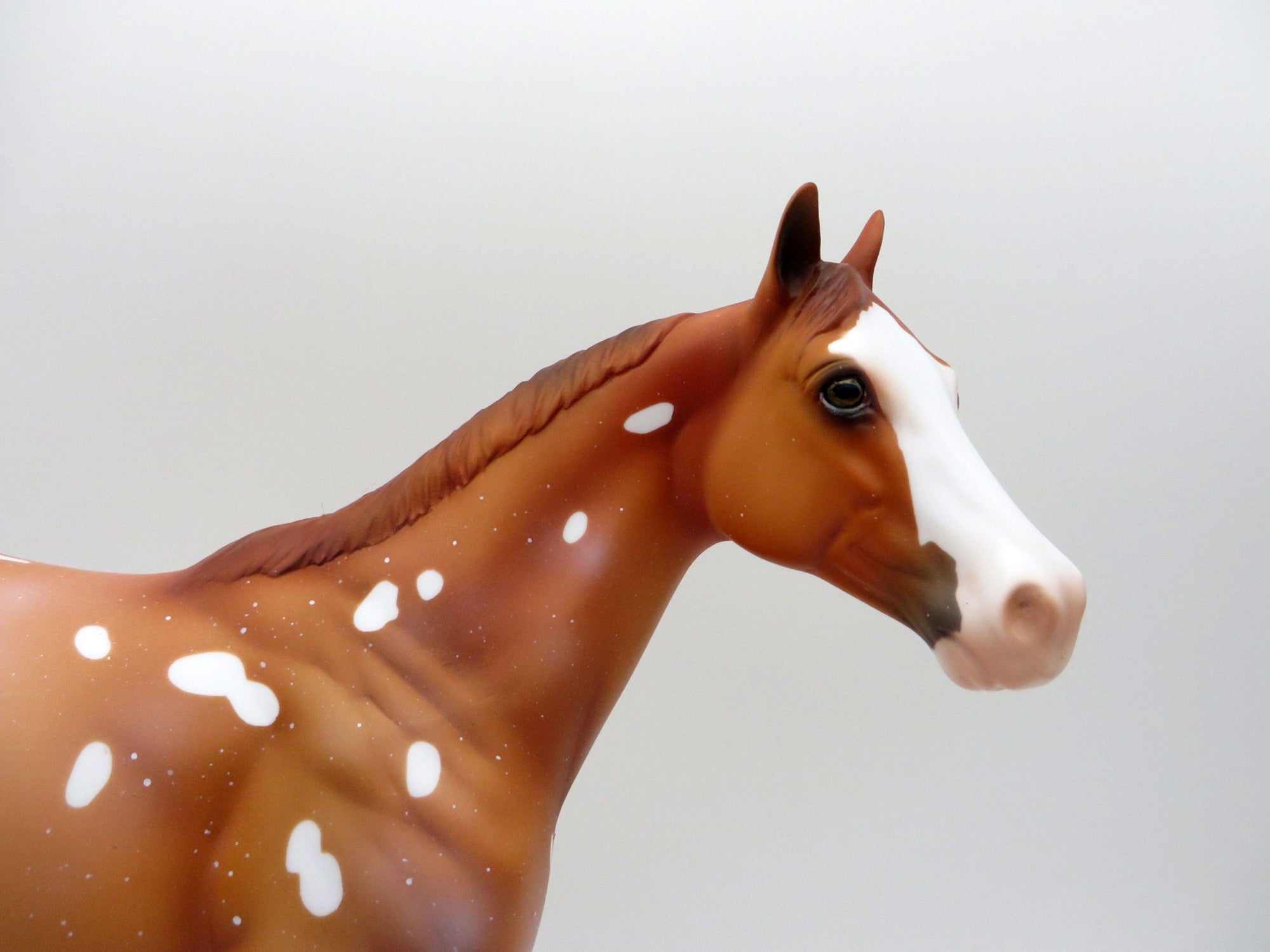 Flurry Snowflake Appaloosa ISH  SHCF 2021