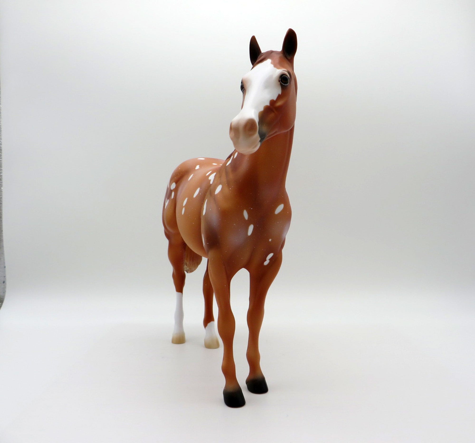 Flurry Snowflake Appaloosa ISH  SHCF 2021