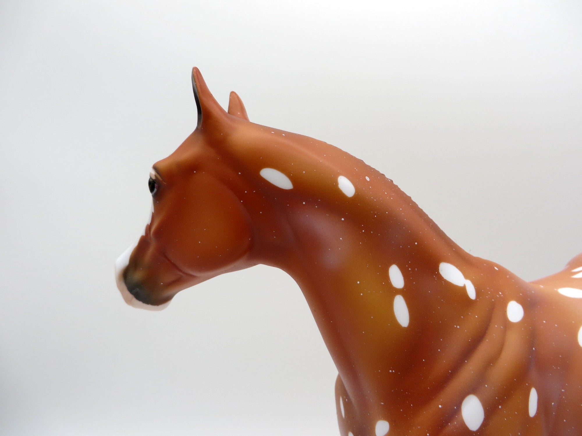 Flurry Snowflake Appaloosa ISH  SHCF 2021