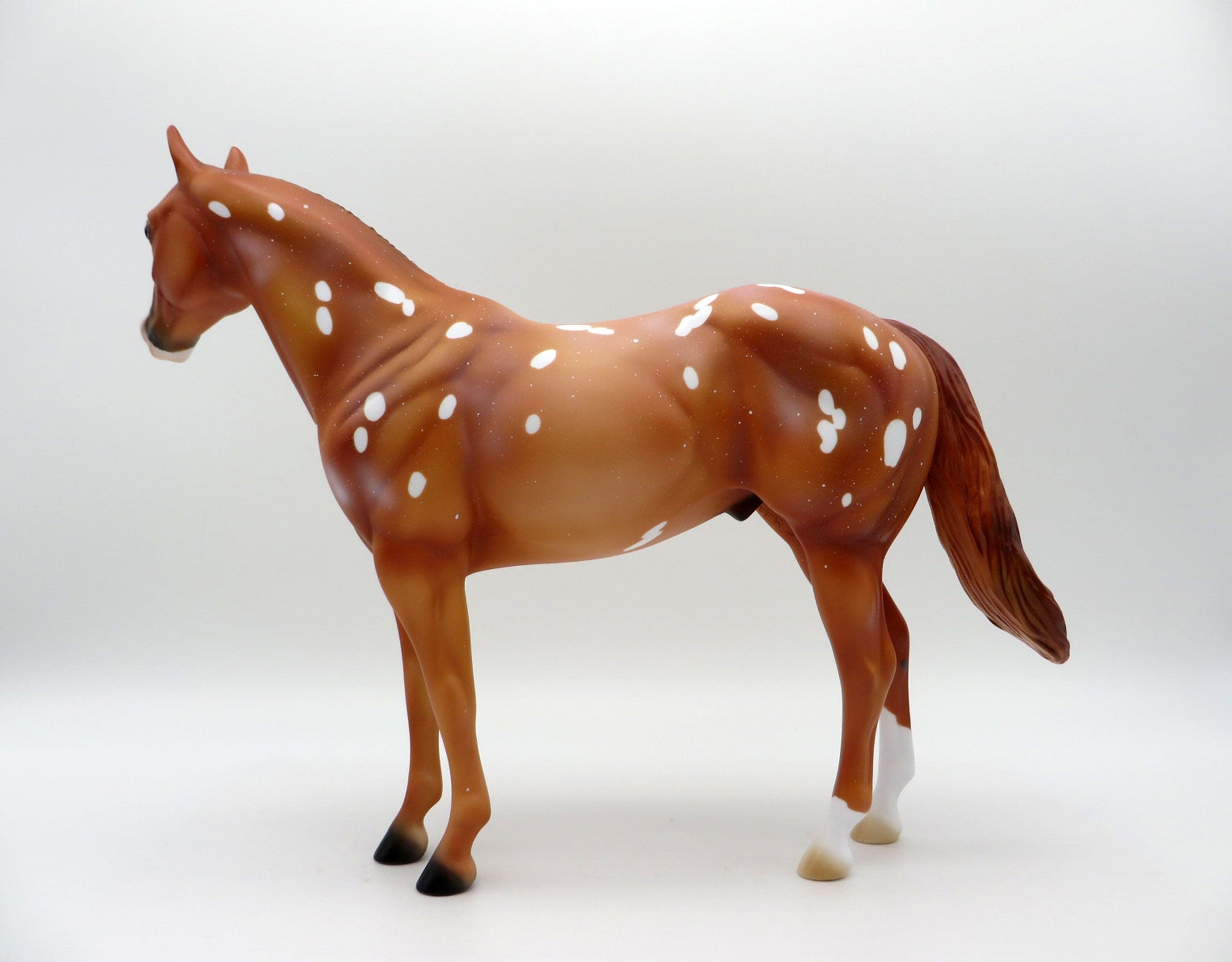Flurry Snowflake Appaloosa ISH  SHCF 2021