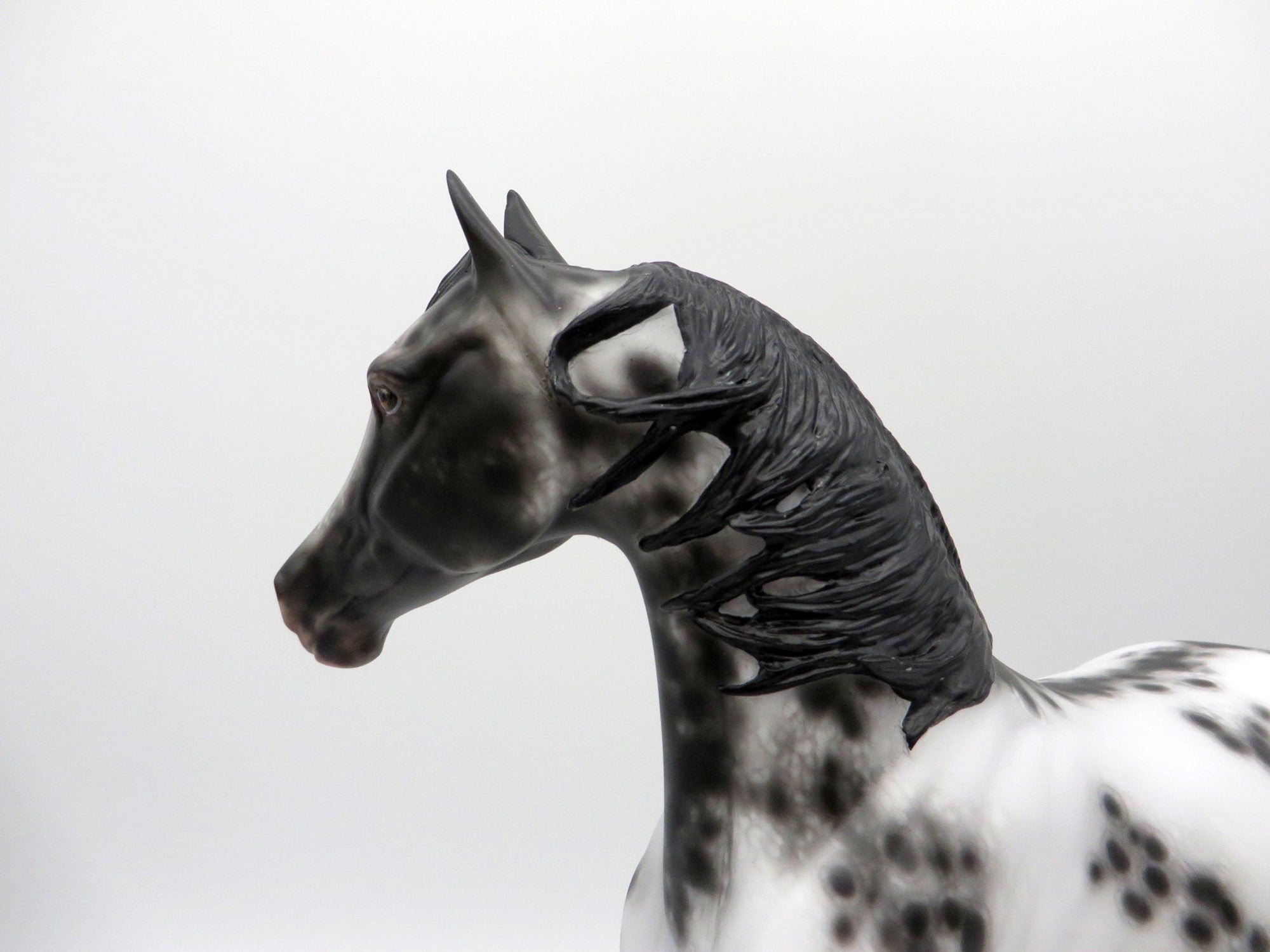 Freak Out-OOAK Appaloosa Arabian Mare SHCF 21