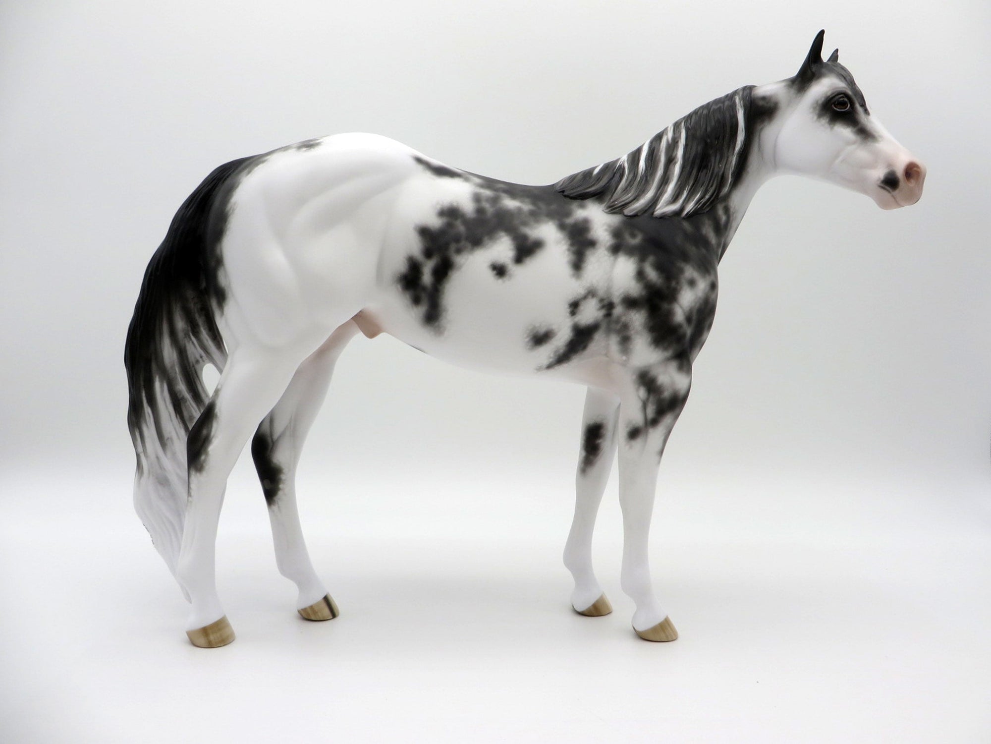 Free Fall-OOAK Appaloosa ISH  4/26/21