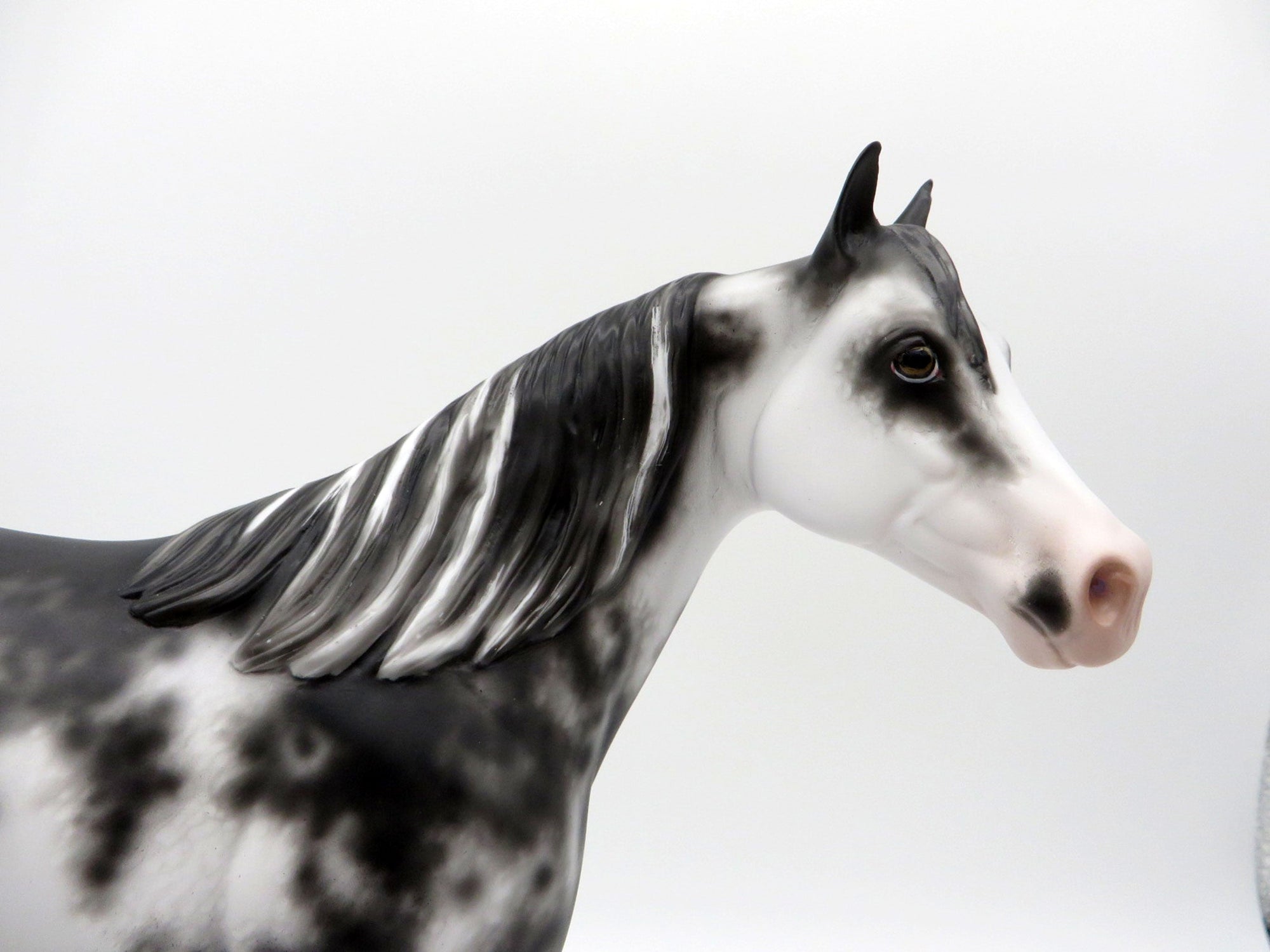 Free Fall-OOAK Appaloosa ISH  4/26/21