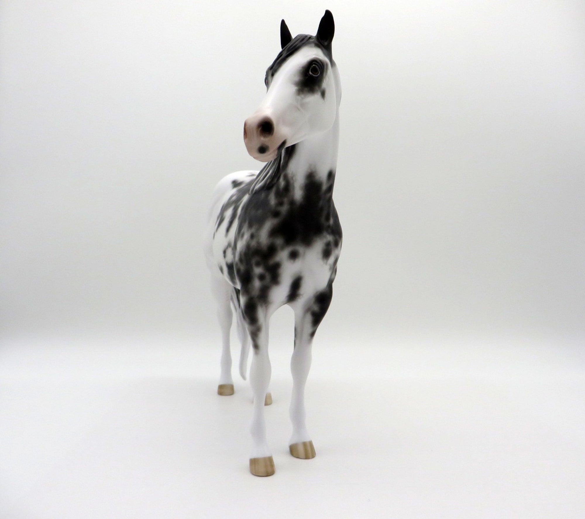 Free Fall-OOAK Appaloosa ISH  4/26/21