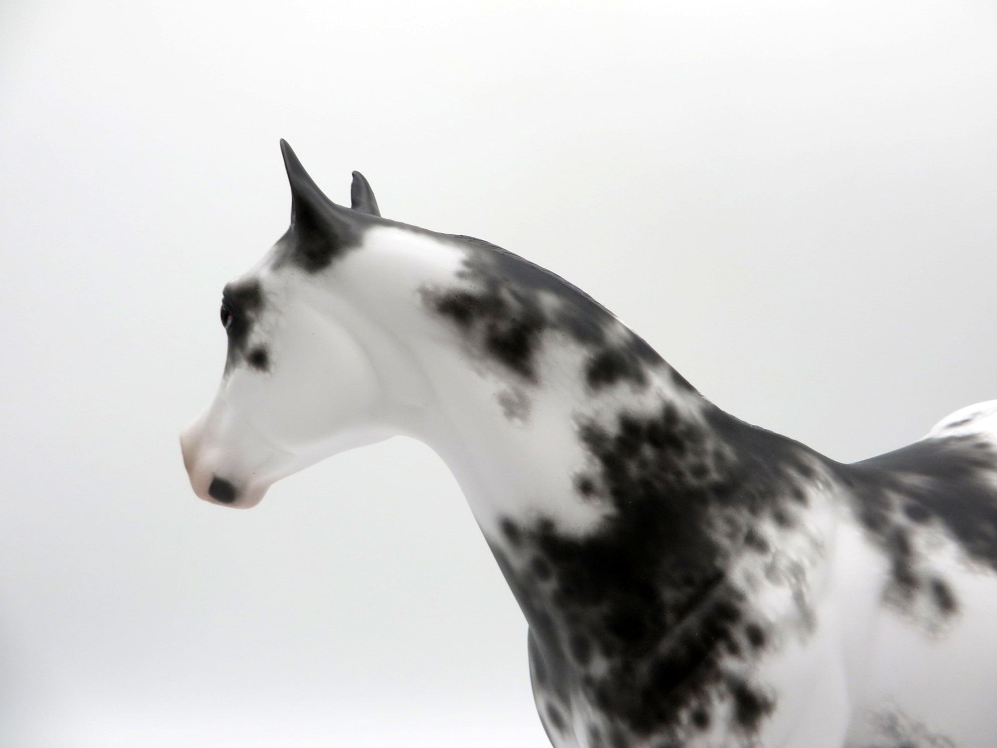 Free Fall-OOAK Appaloosa ISH  4/26/21