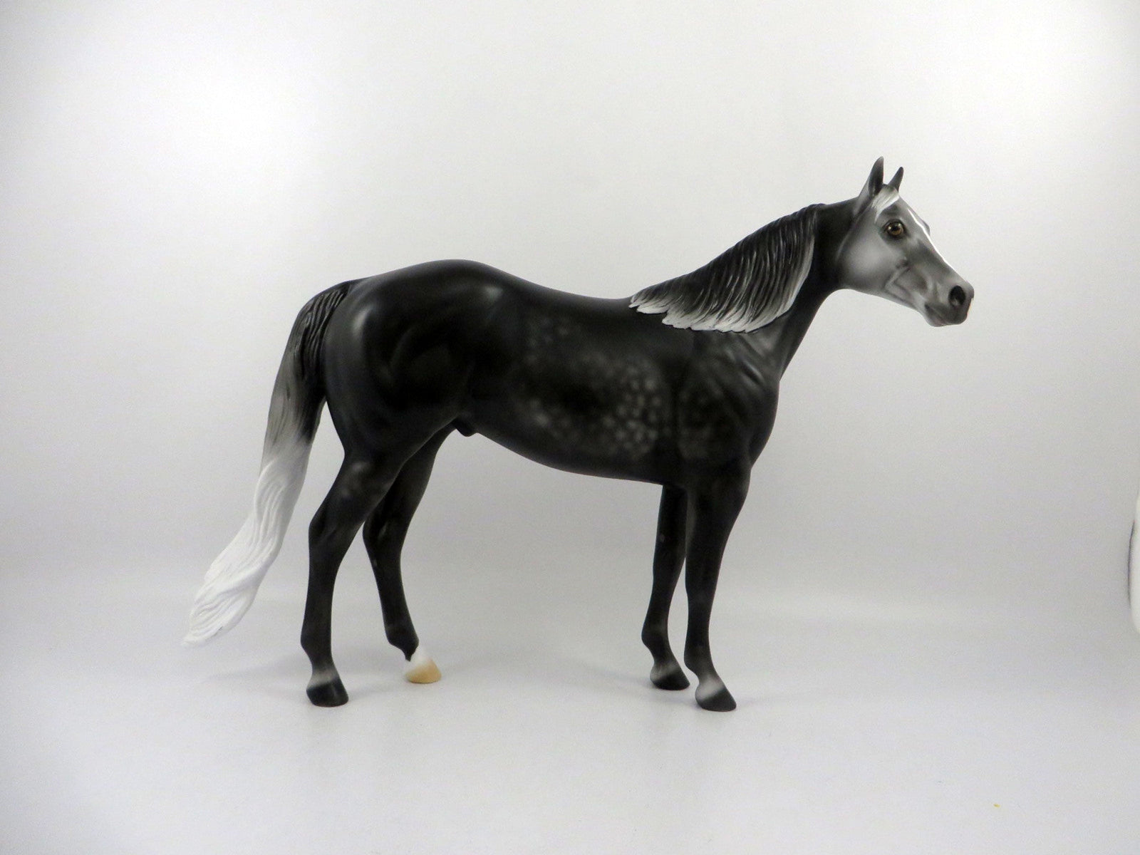 Gaelic-OOAK Dark Dapple Grey ISH 2/24/21