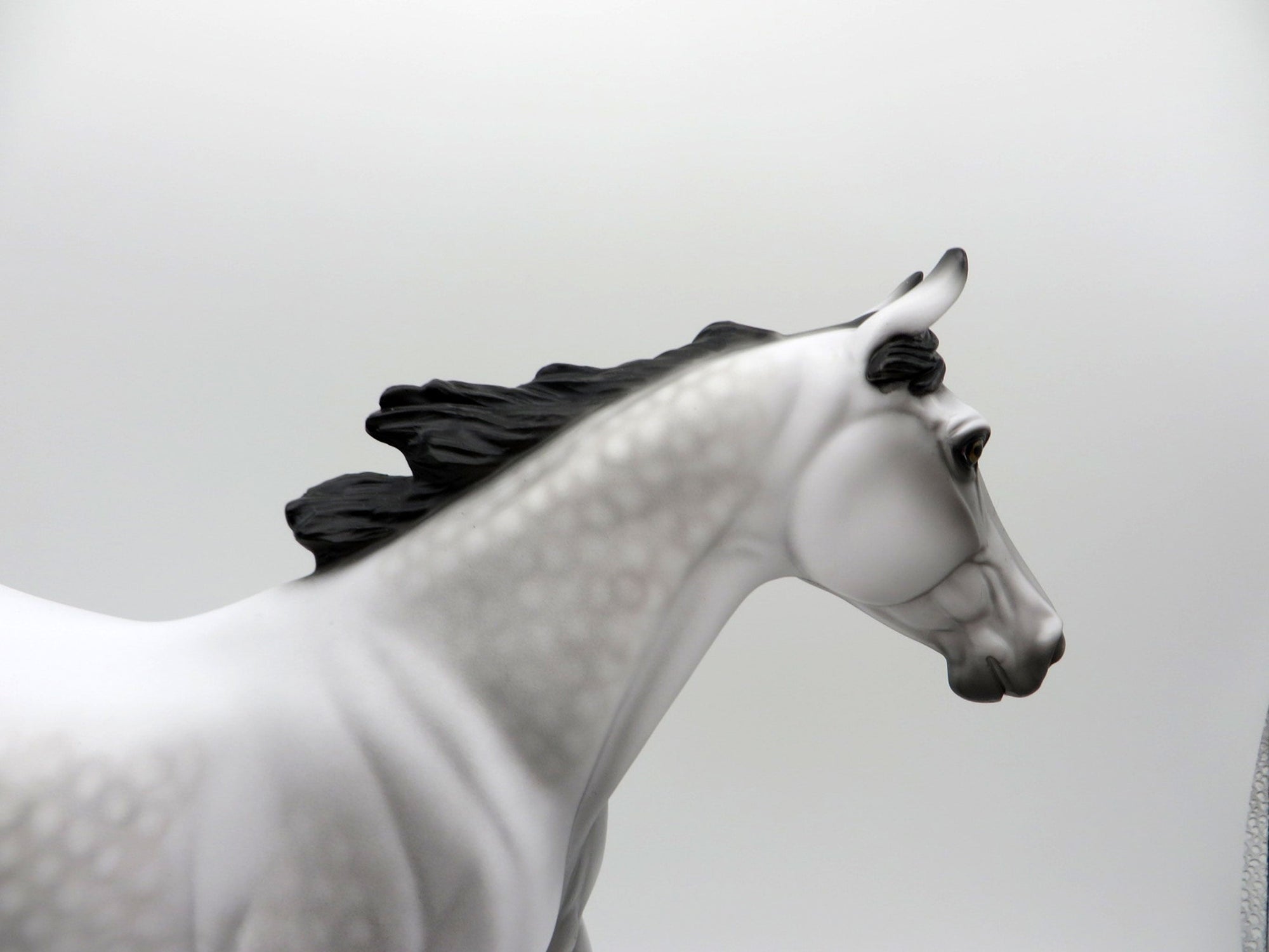 Grey Skies-OOAK Dapple Grey Palouse   SHCF 2021