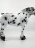 HAIL MARY-LE-15 LOUD APPALOOSA DRAFT MARE SB 21