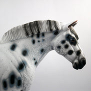 HAIL MARY-LE-15 LOUD APPALOOSA DRAFT MARE SB 21
