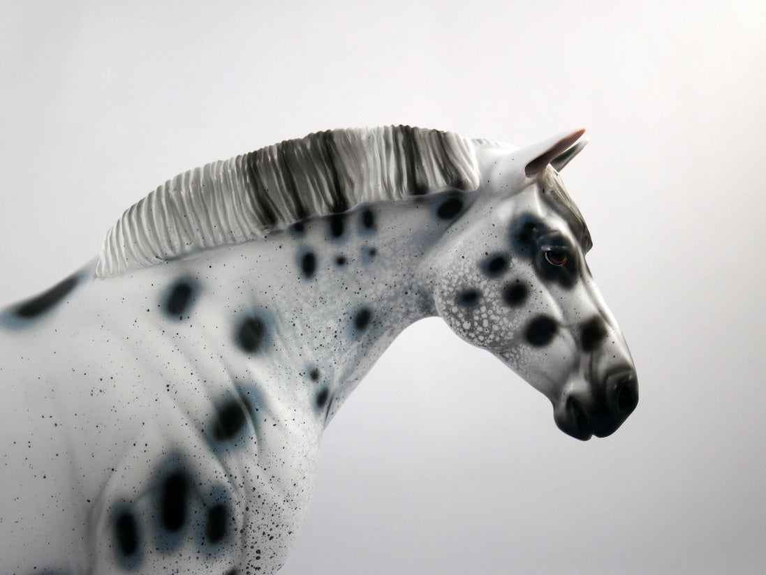 HAIL MARY-LE-15 LOUD APPALOOSA DRAFT MARE SB 21