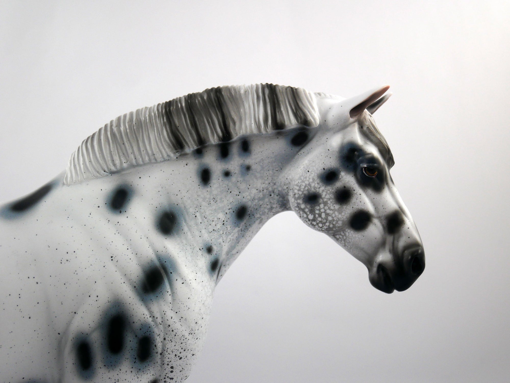 HAIL MARY-LE-15 LOUD APPALOOSA DRAFT MARE SB 21