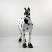 HAIL MARY-LE-15 LOUD APPALOOSA DRAFT MARE SB 21