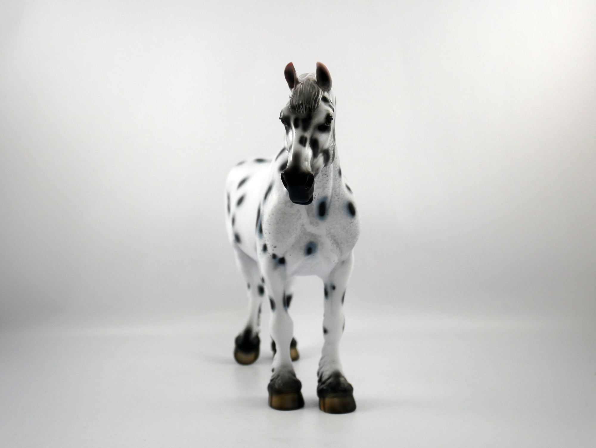 HAIL MARY-LE-15 LOUD APPALOOSA DRAFT MARE SB 21