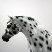 HAIL MARY-LE-15 LOUD APPALOOSA DRAFT MARE SB 21