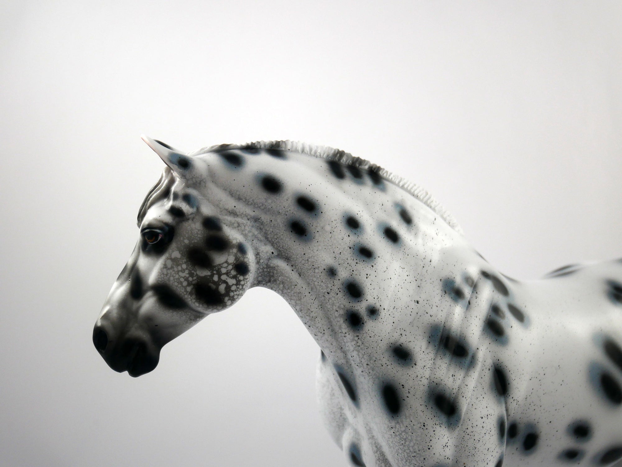 HAIL MARY-LE-15 LOUD APPALOOSA DRAFT MARE SB 21