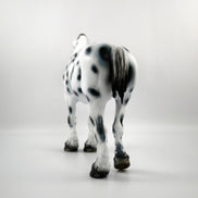 HAIL MARY-LE-15 LOUD APPALOOSA DRAFT MARE SB 21