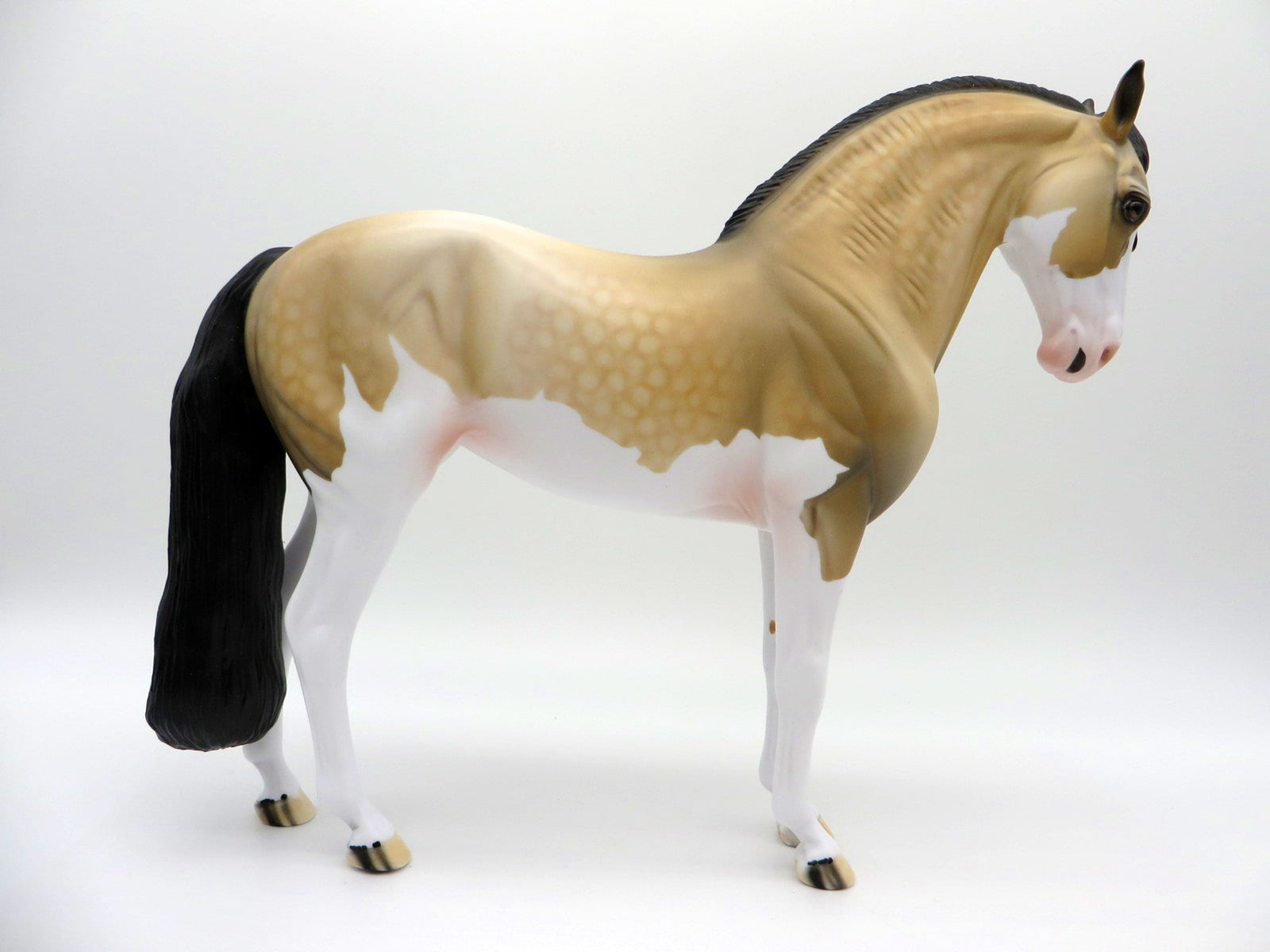 Hailstorm-OOAK Dapple Buckskin Paint Andalusian SHCF 2021