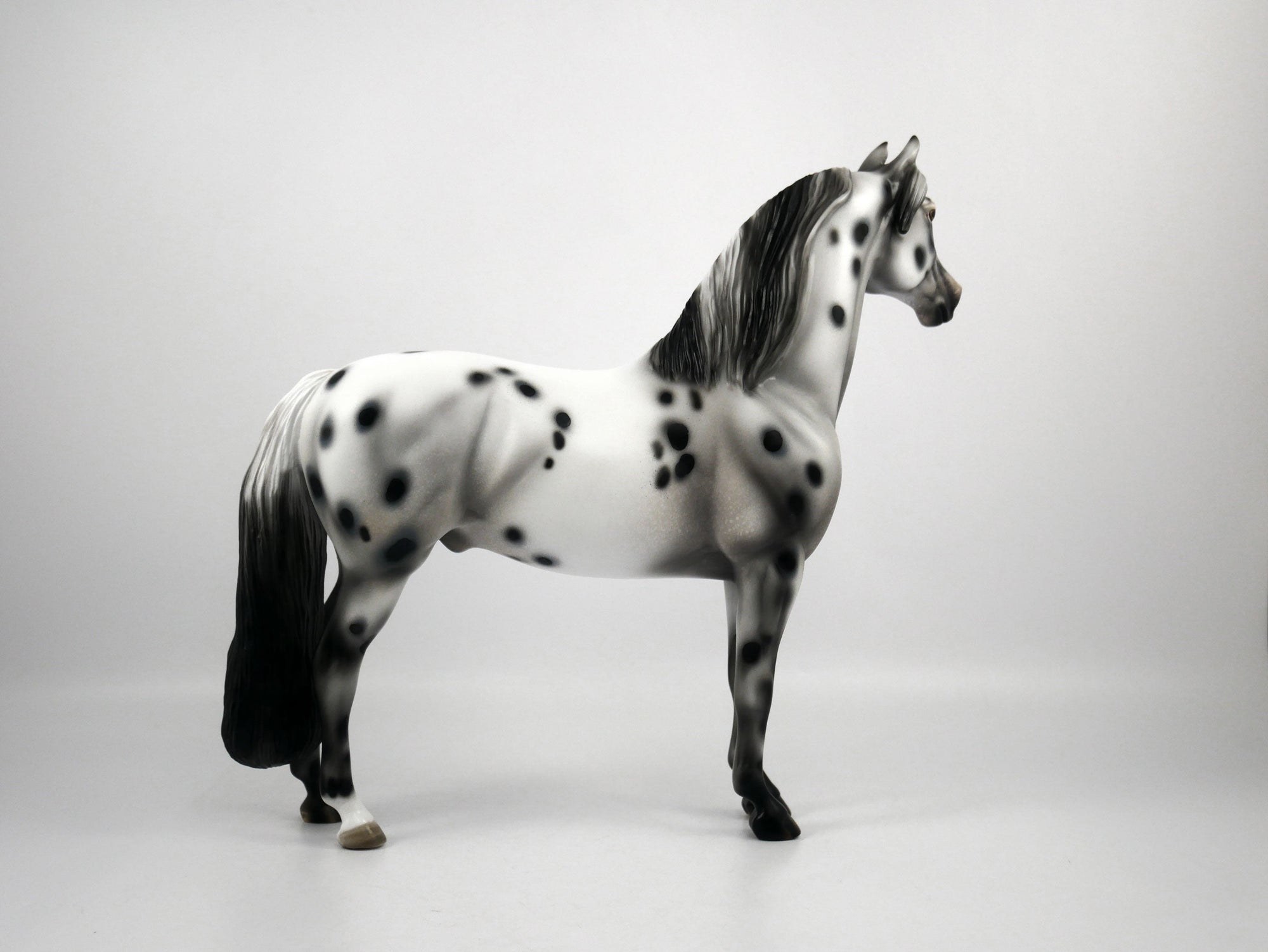 Halestorm-OOAK Appaloosa Morgan 1/8/21