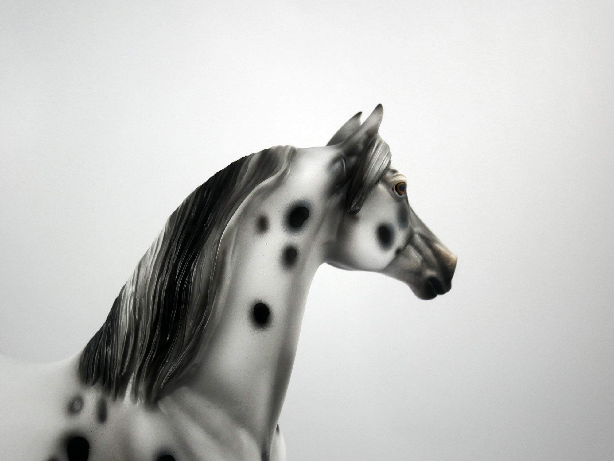 Halestorm-OOAK Appaloosa Morgan 1/8/21