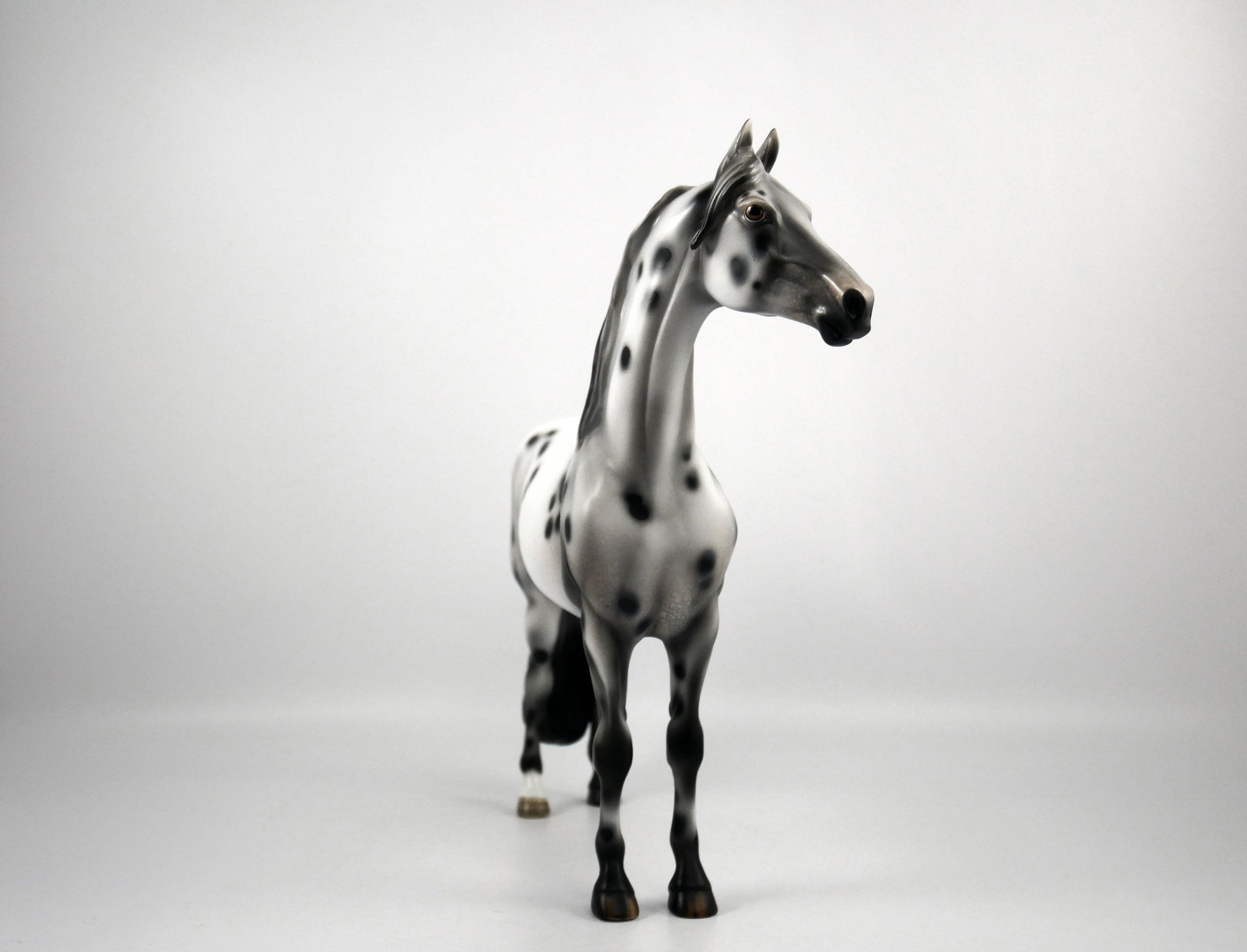 Halestorm-OOAK Appaloosa Morgan 1/8/21