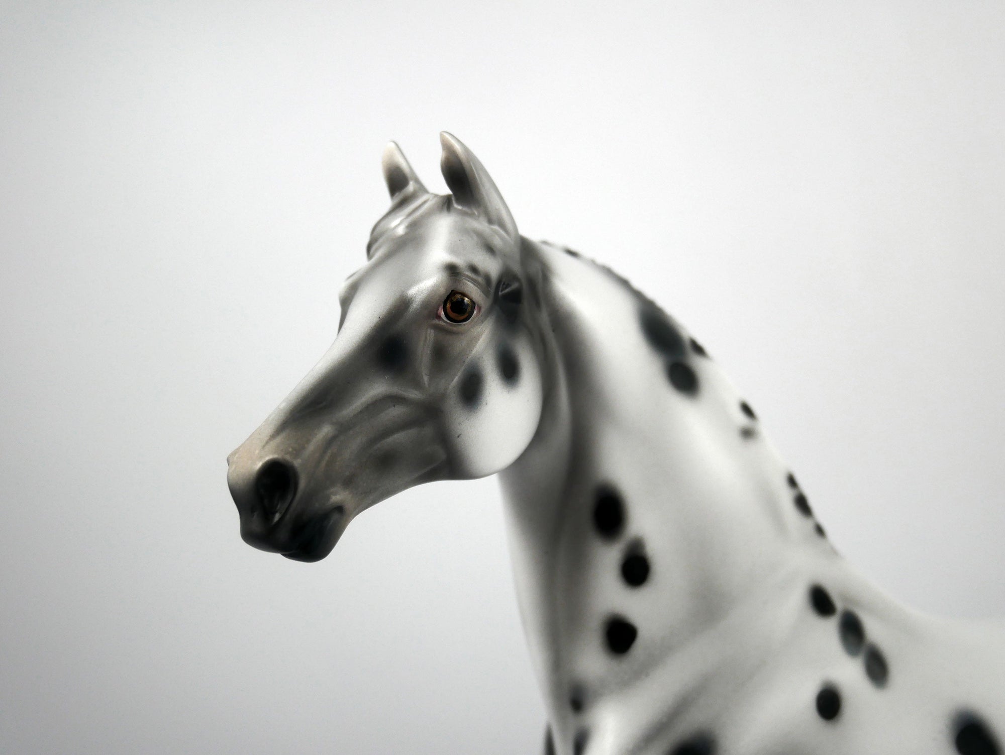 Halestorm-OOAK Appaloosa Morgan 1/8/21