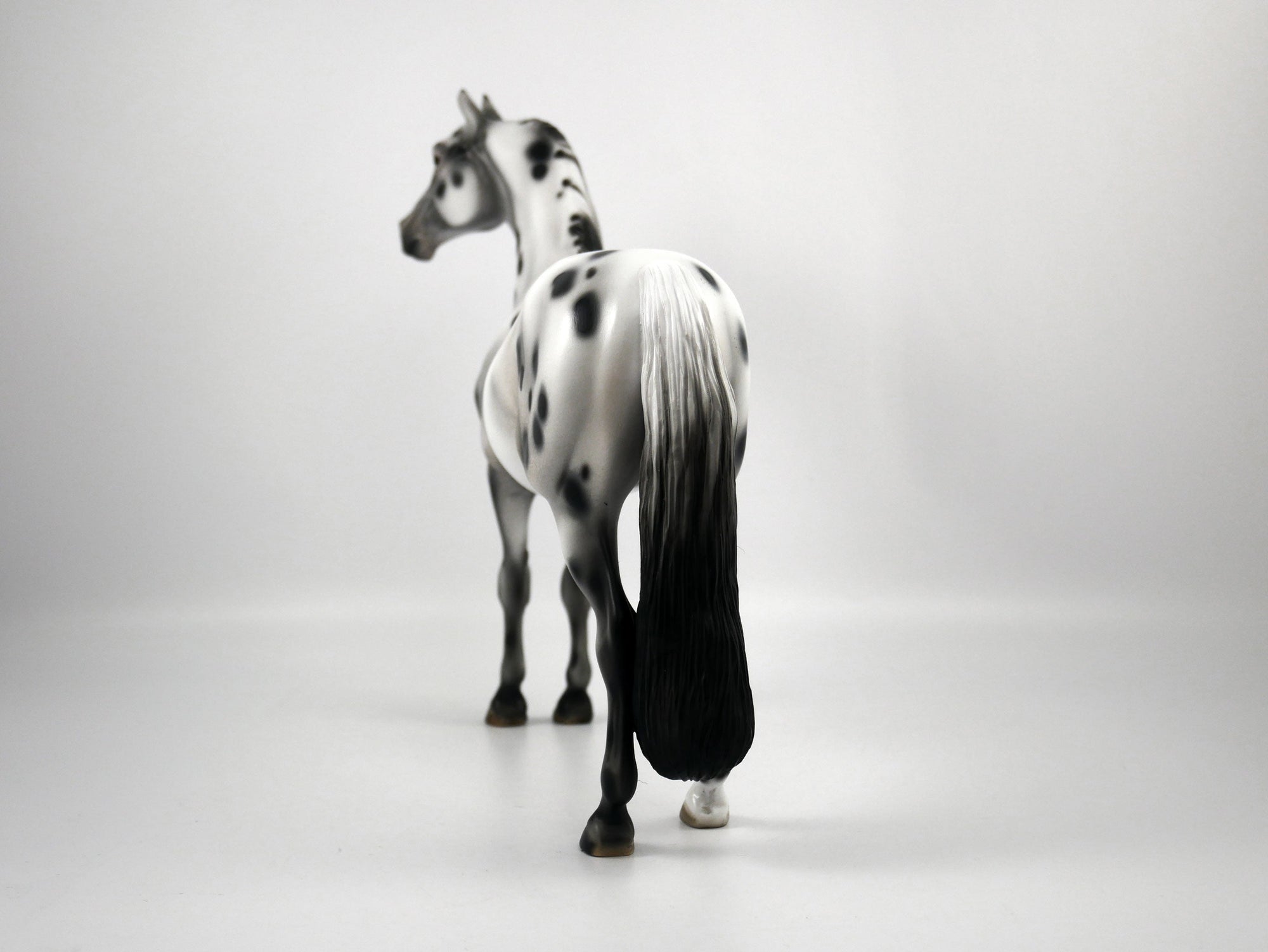 Halestorm-OOAK Appaloosa Morgan 1/8/21