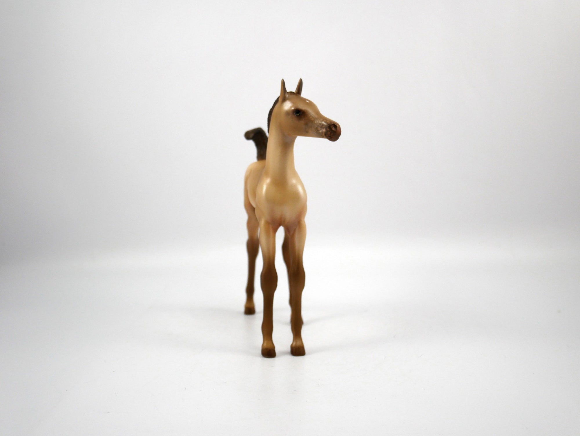 Half Time-OOAK Champagne  Arabian Foal Painted by Audrey Dixon SB21