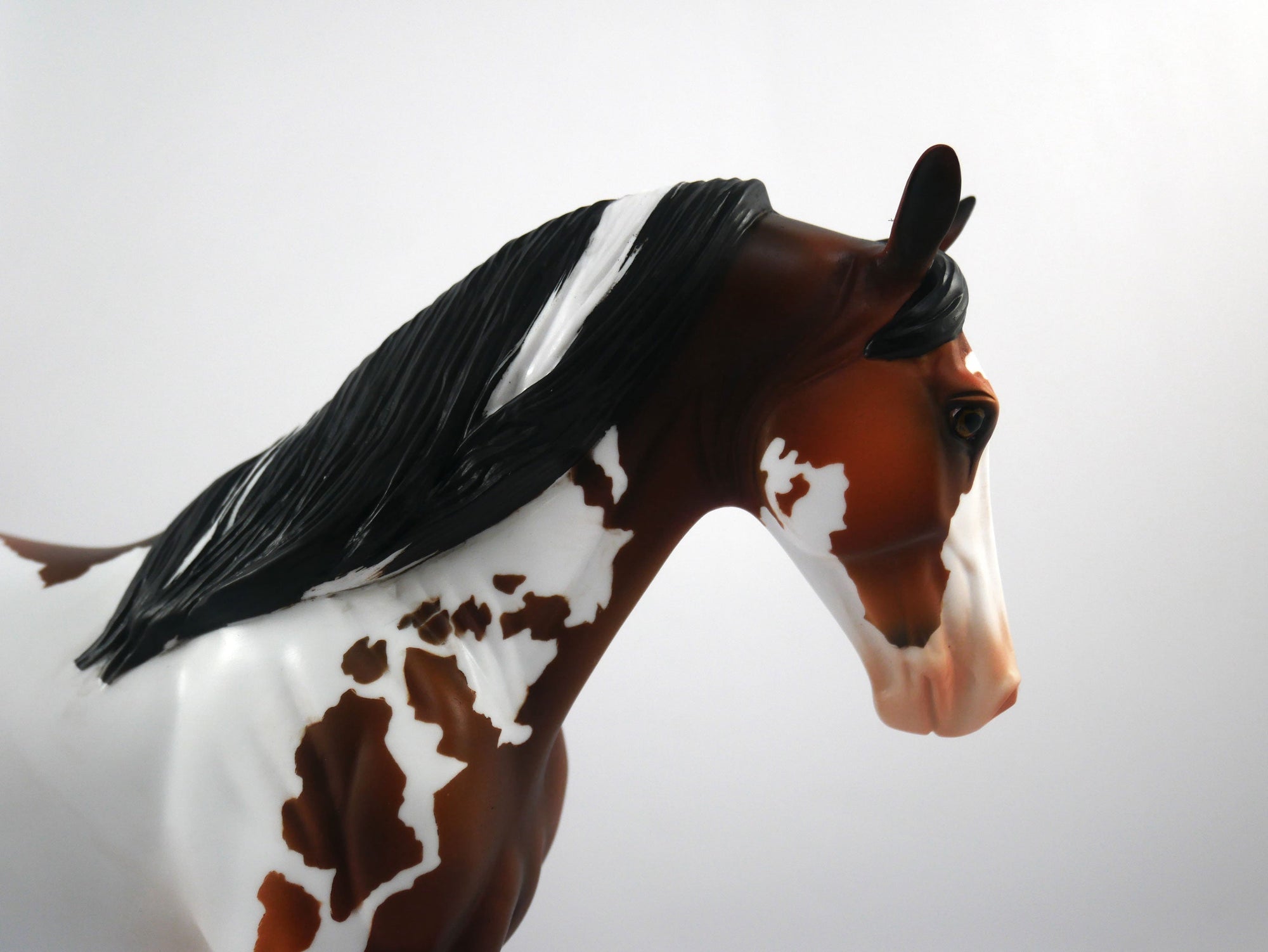 HANDOFF-OOAK Bay Pinto Tennessee Walker  SB21