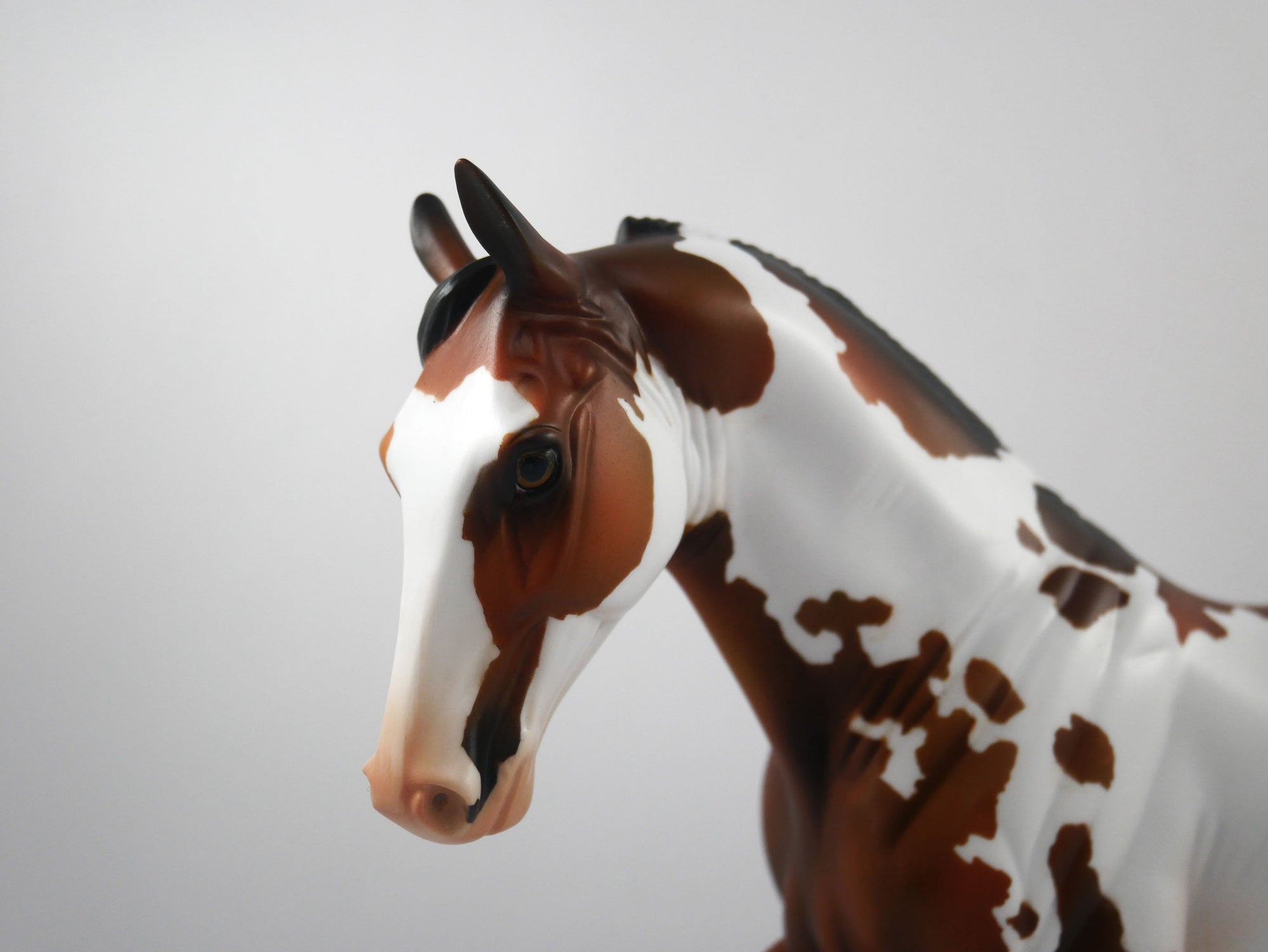 HANDOFF-OOAK Bay Pinto Tennessee Walker  SB21