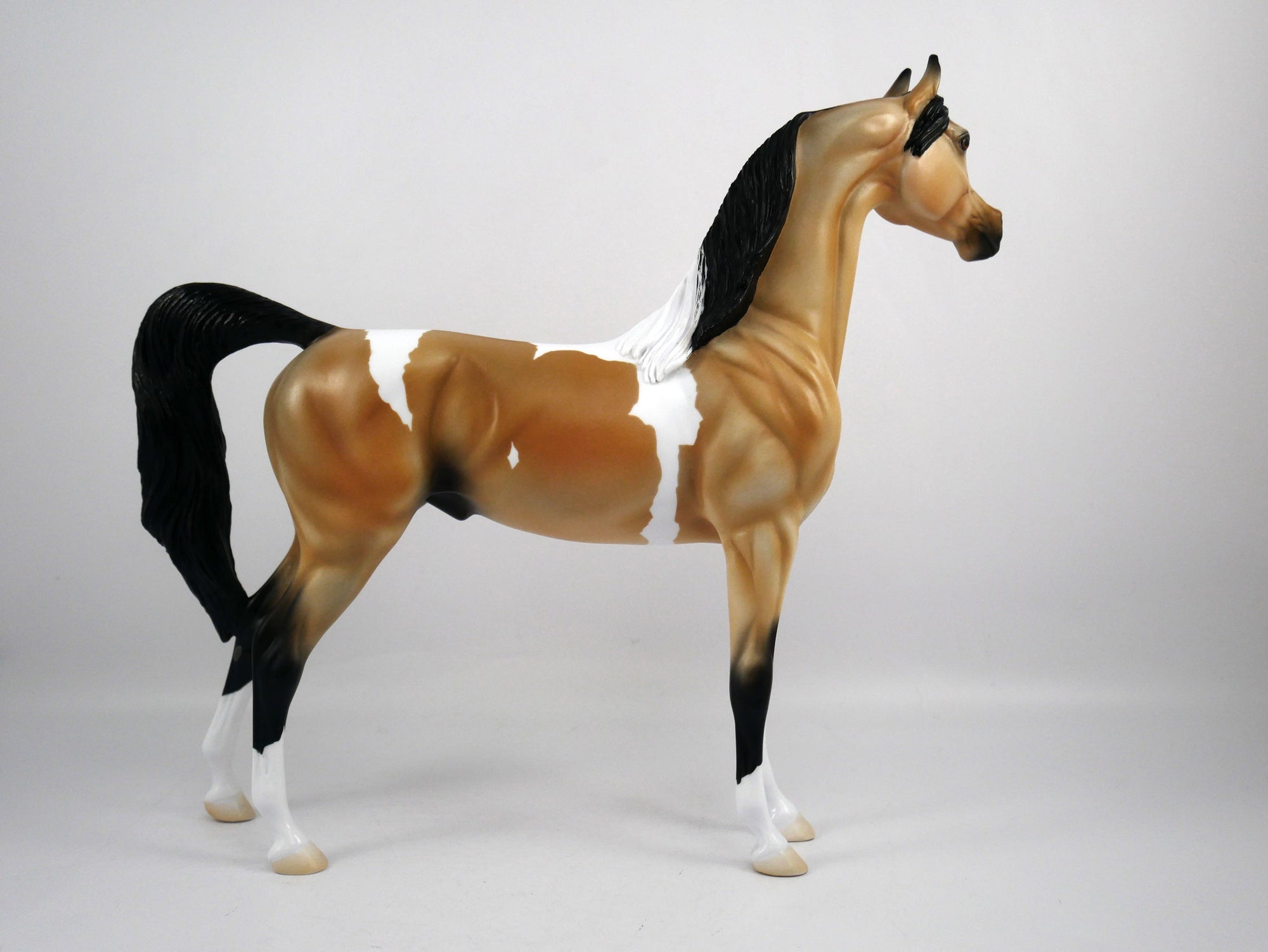 Hank-OOAK Buckskin Paint Arabian by Ellen 1/29/21