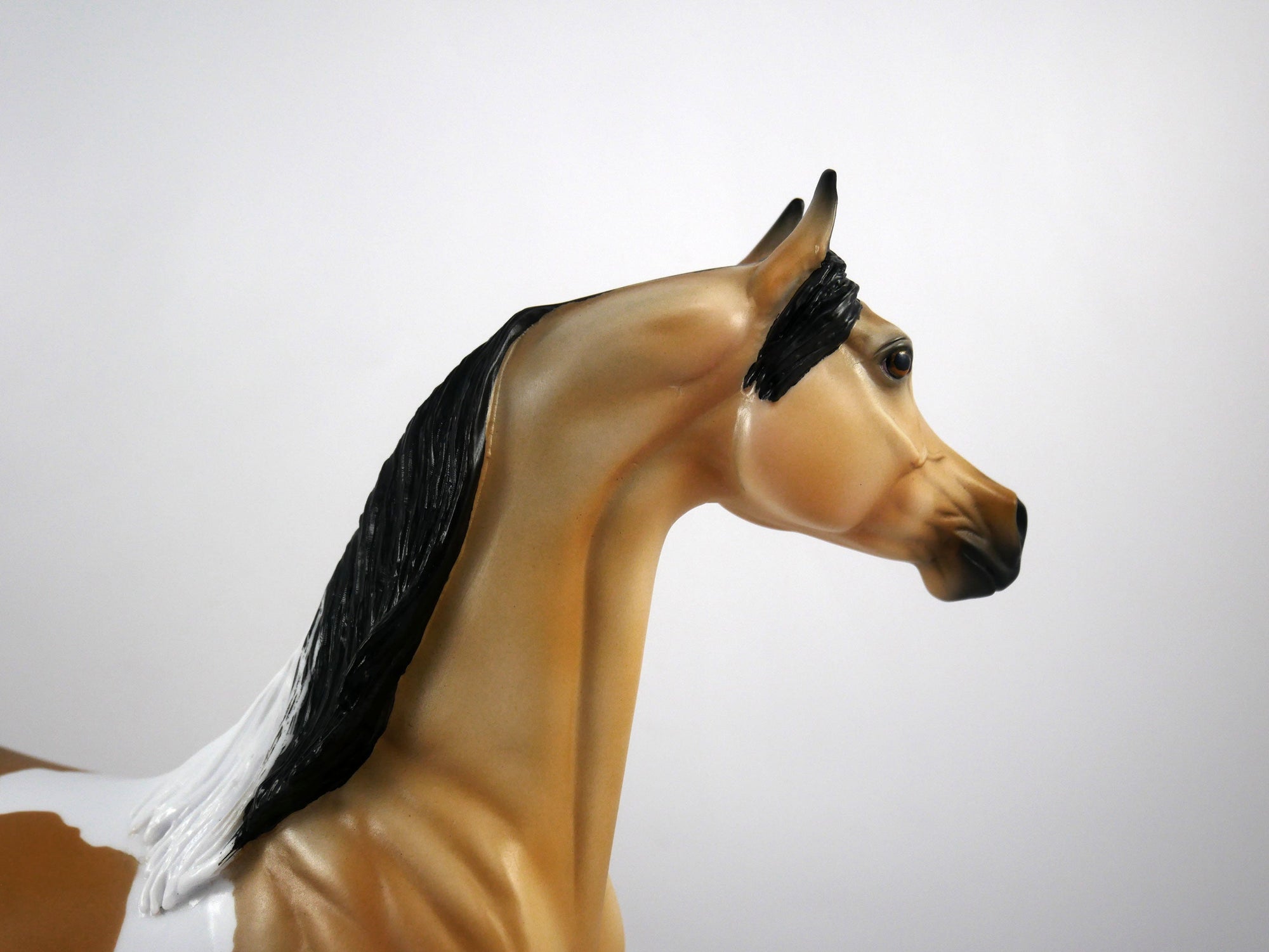 Hank-OOAK Buckskin Paint Arabian by Ellen 1/29/21