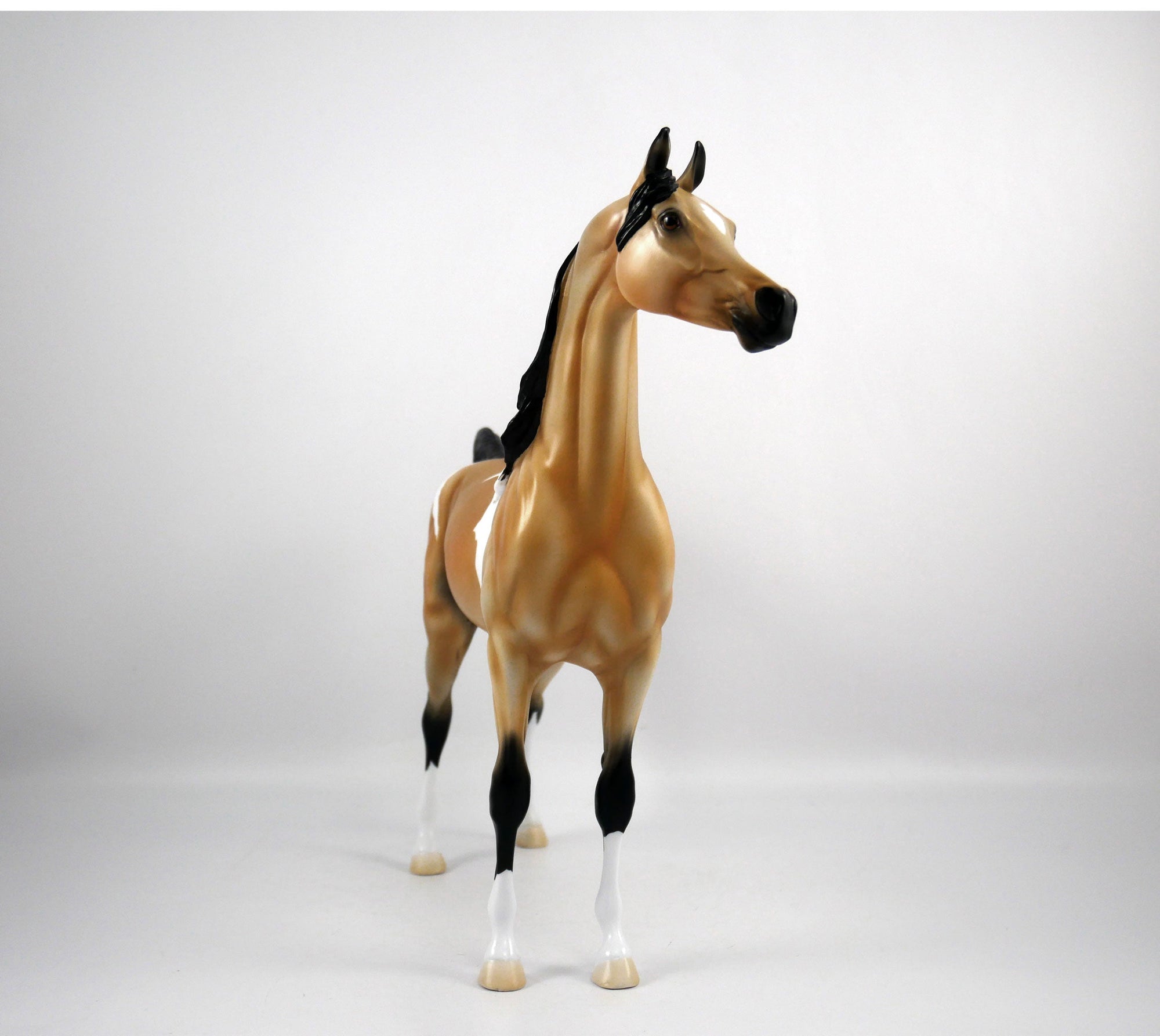 Hank-OOAK Buckskin Paint Arabian by Ellen 1/29/21