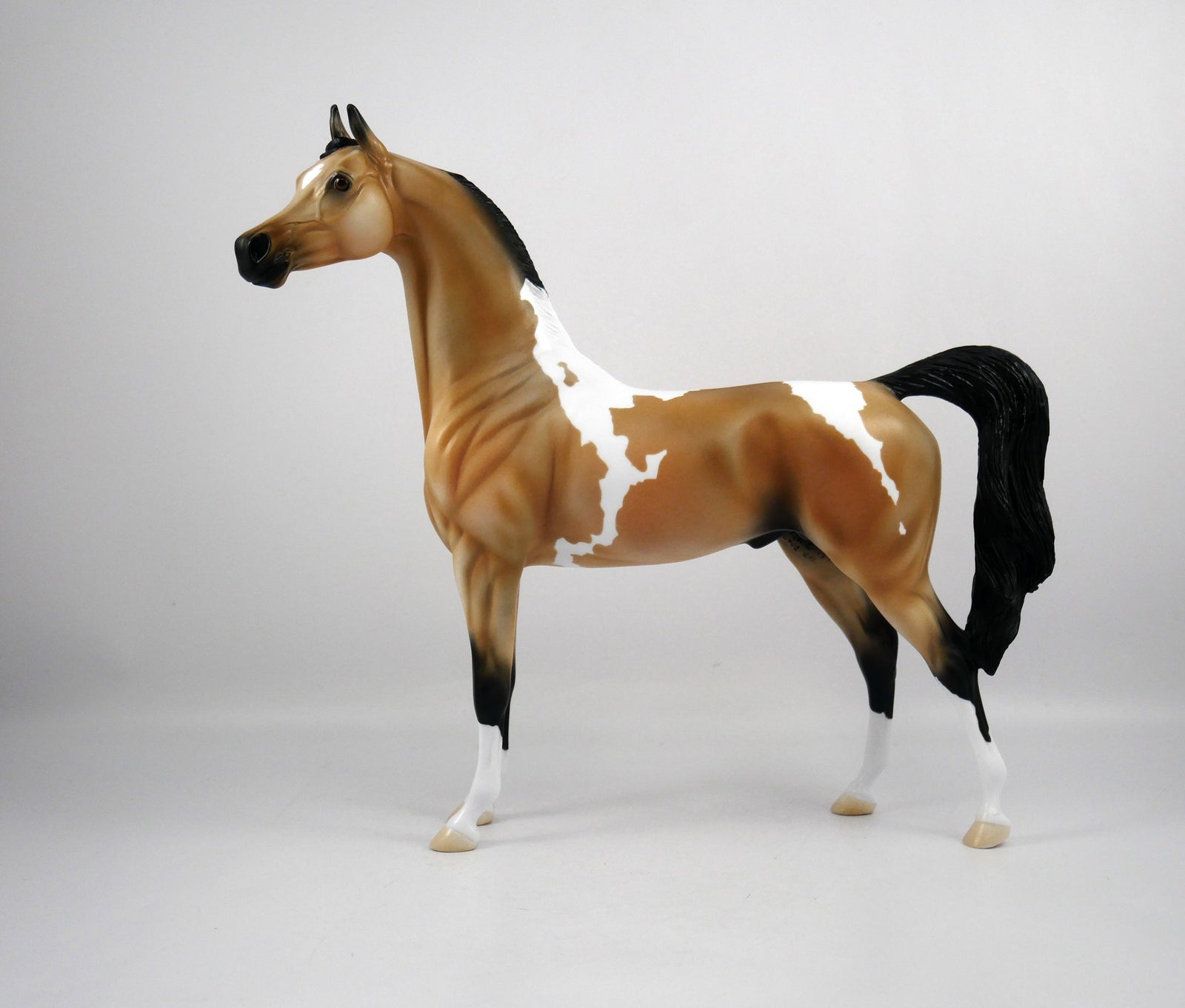 Hank-OOAK Buckskin Paint Arabian by Ellen 1/29/21