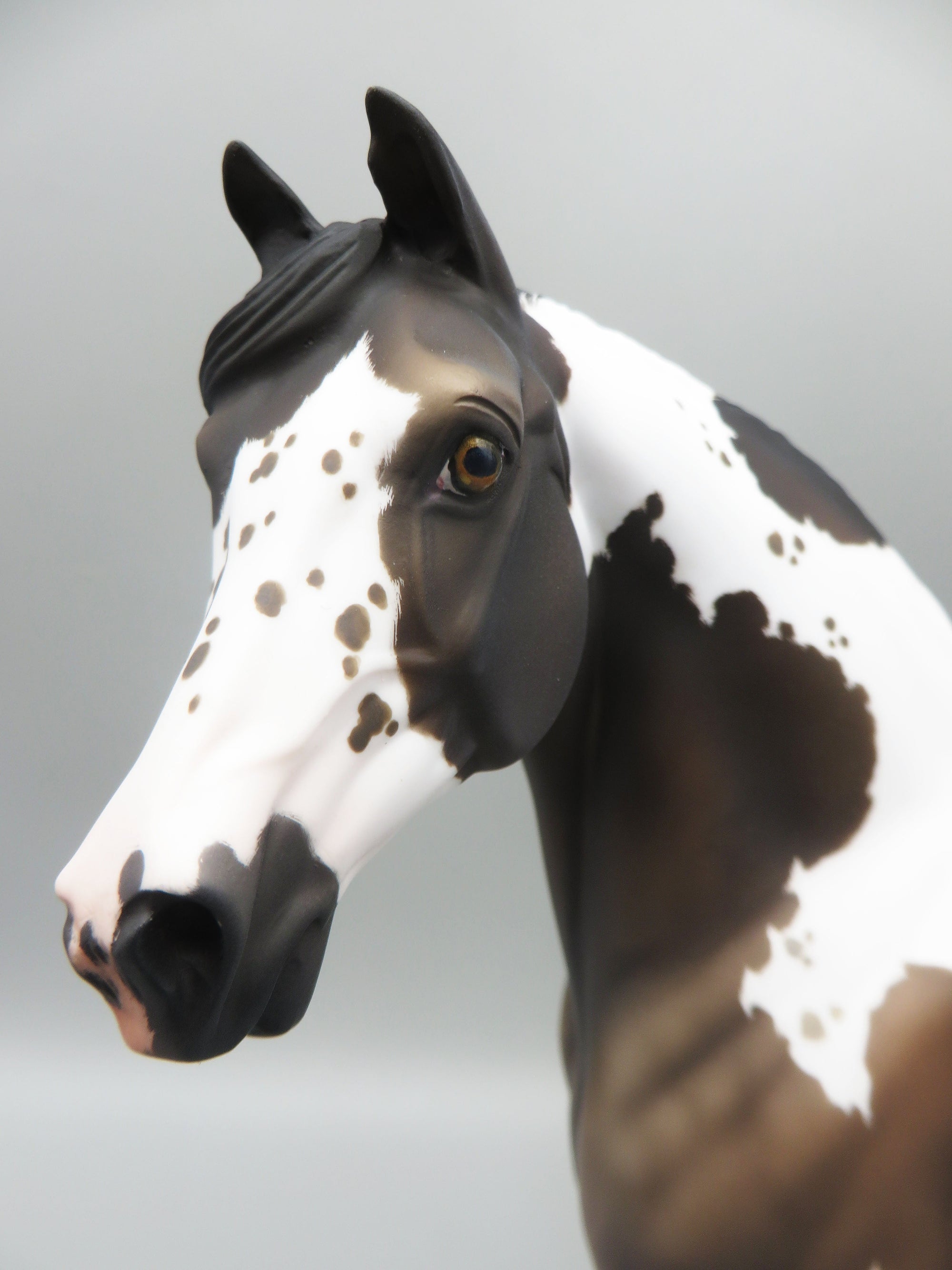 Hosea - OOAK - Grulla Tobiano Morgan By Jess Hamill - Best Offer 5/30/23