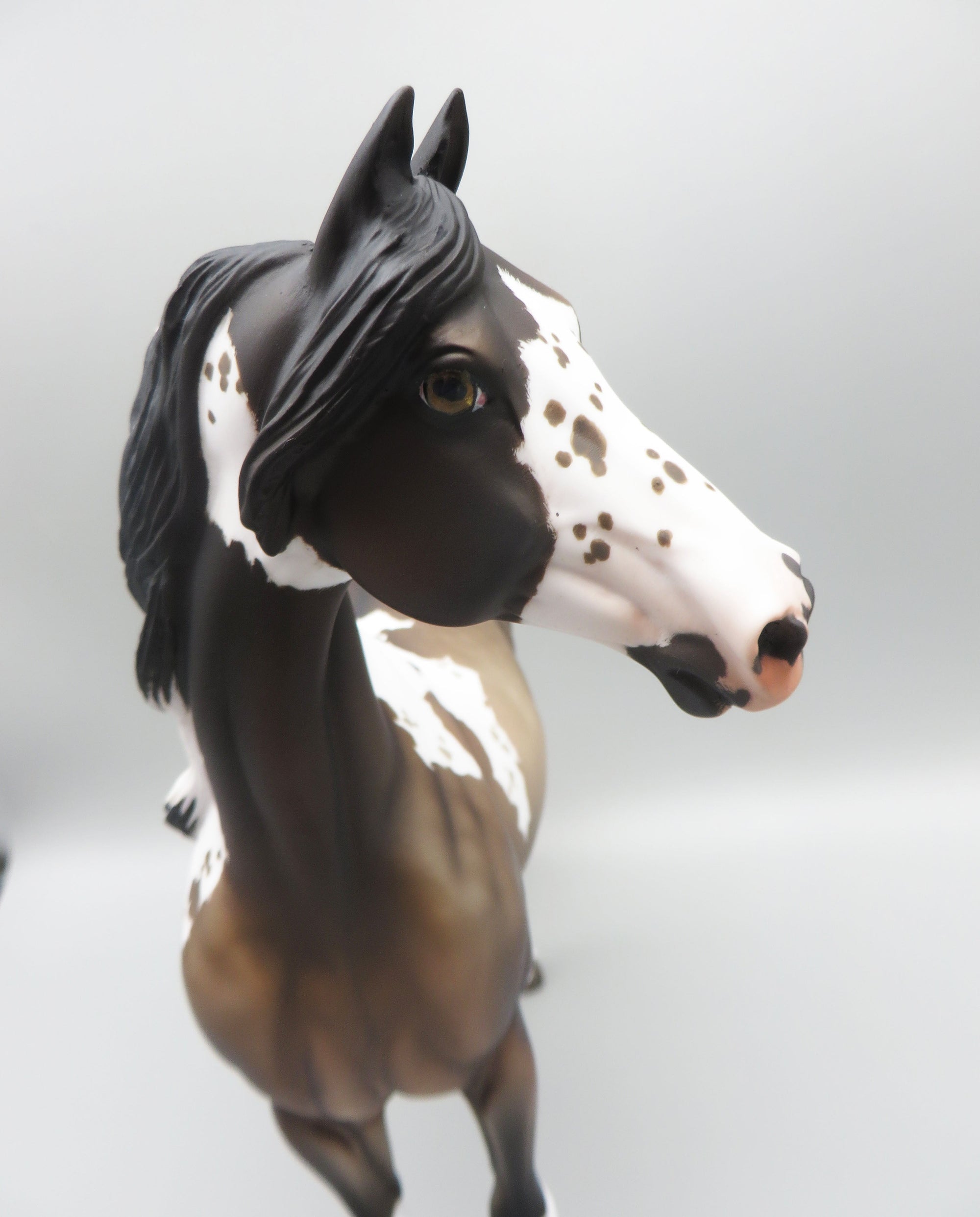 Hosea - OOAK - Grulla Tobiano Morgan By Jess Hamill - Best Offer 5/30/23