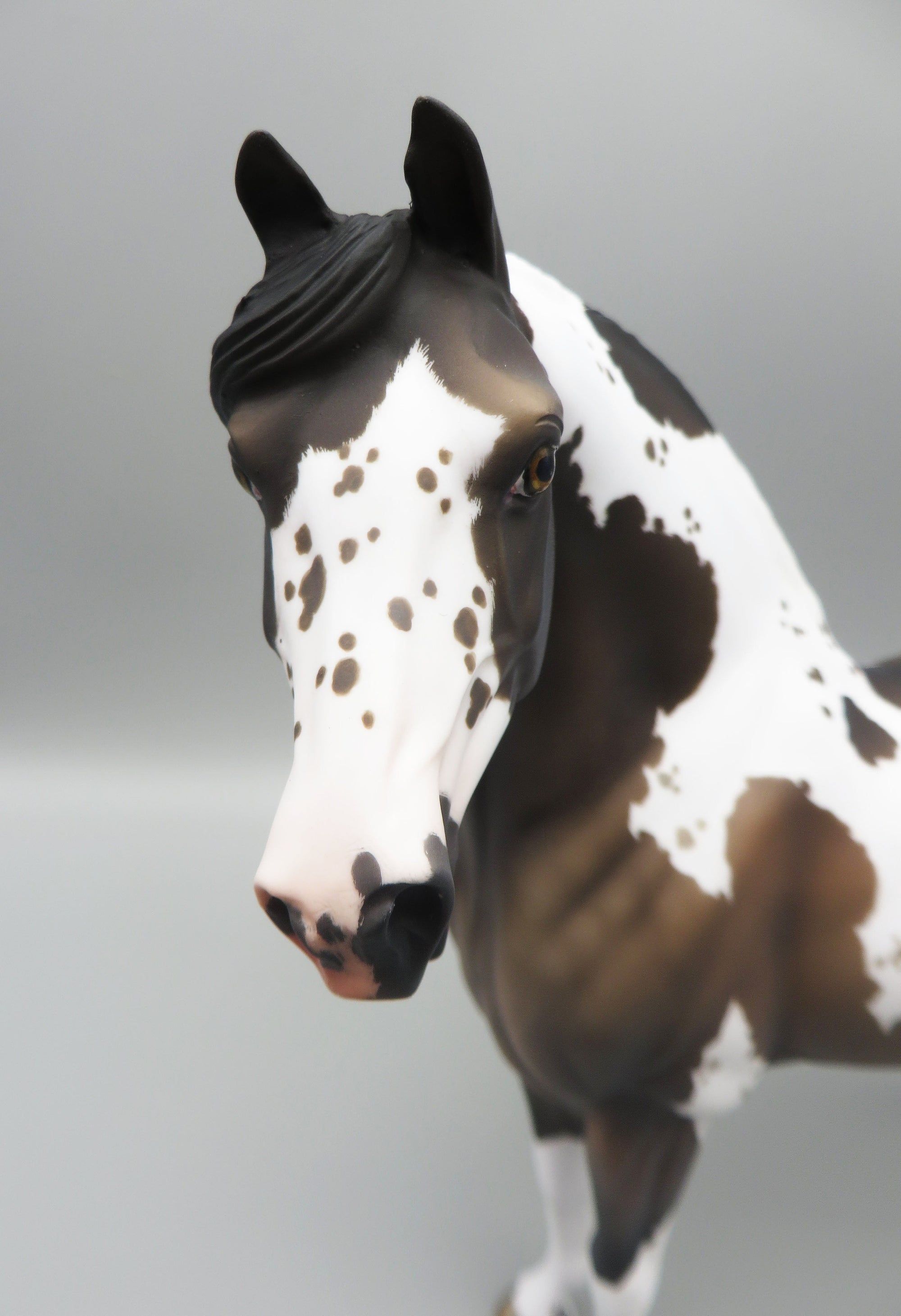 Hosea - OOAK - Grulla Tobiano Morgan By Jess Hamill - Best Offer 5/30/23